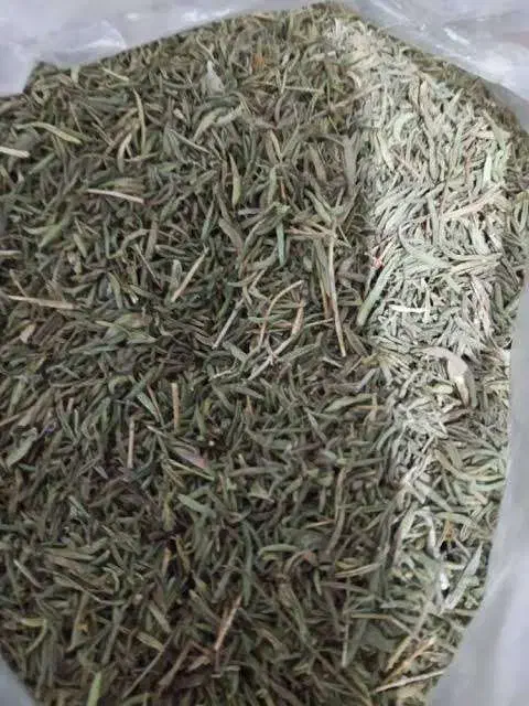 فروش آویشن باریک کوهی|عمده‌فروشی|مرودشت, ولایت|دیوار