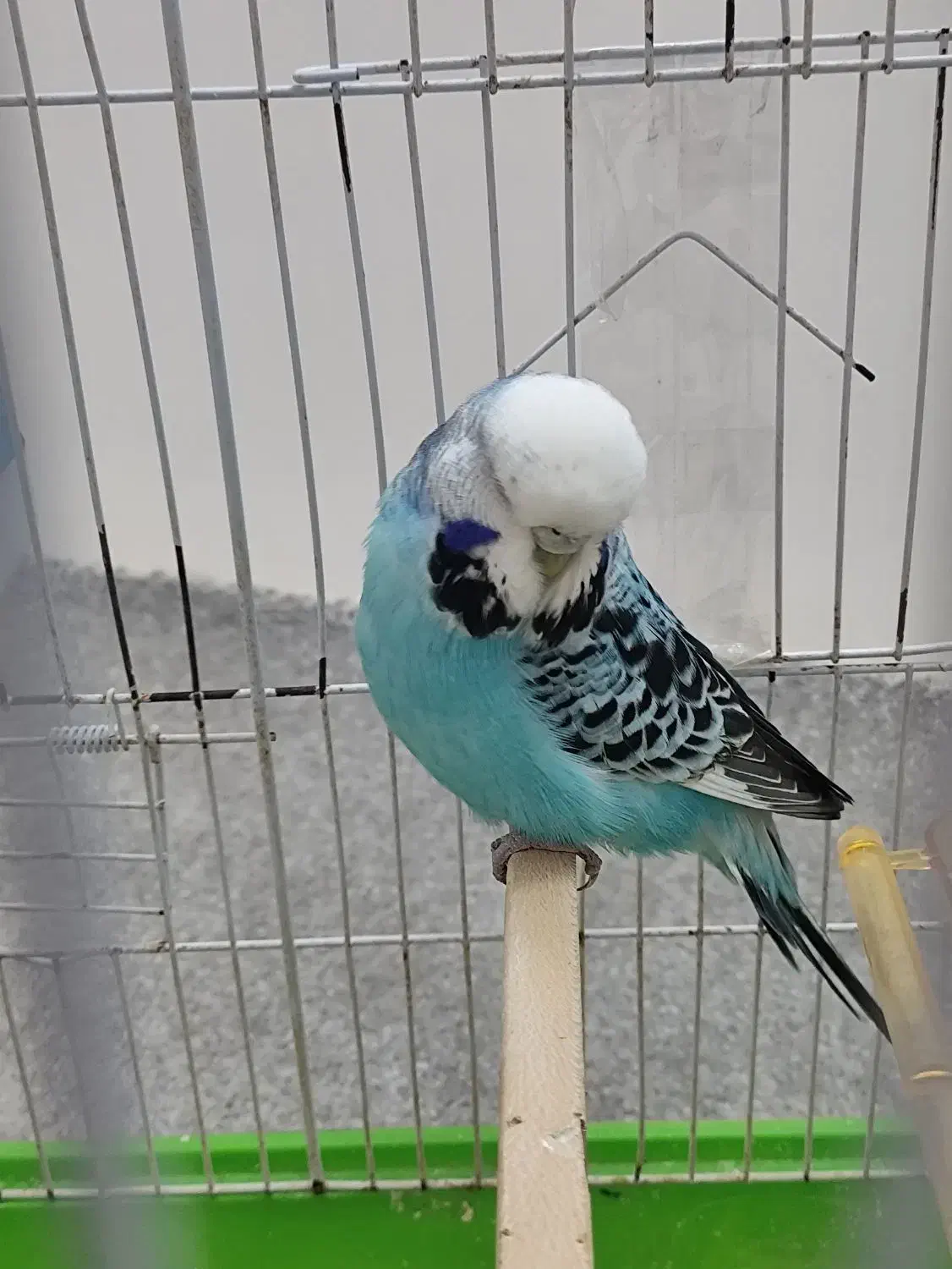 مرغ عشق انگلیسی ماده|پرنده|بابلسر, |دیوار