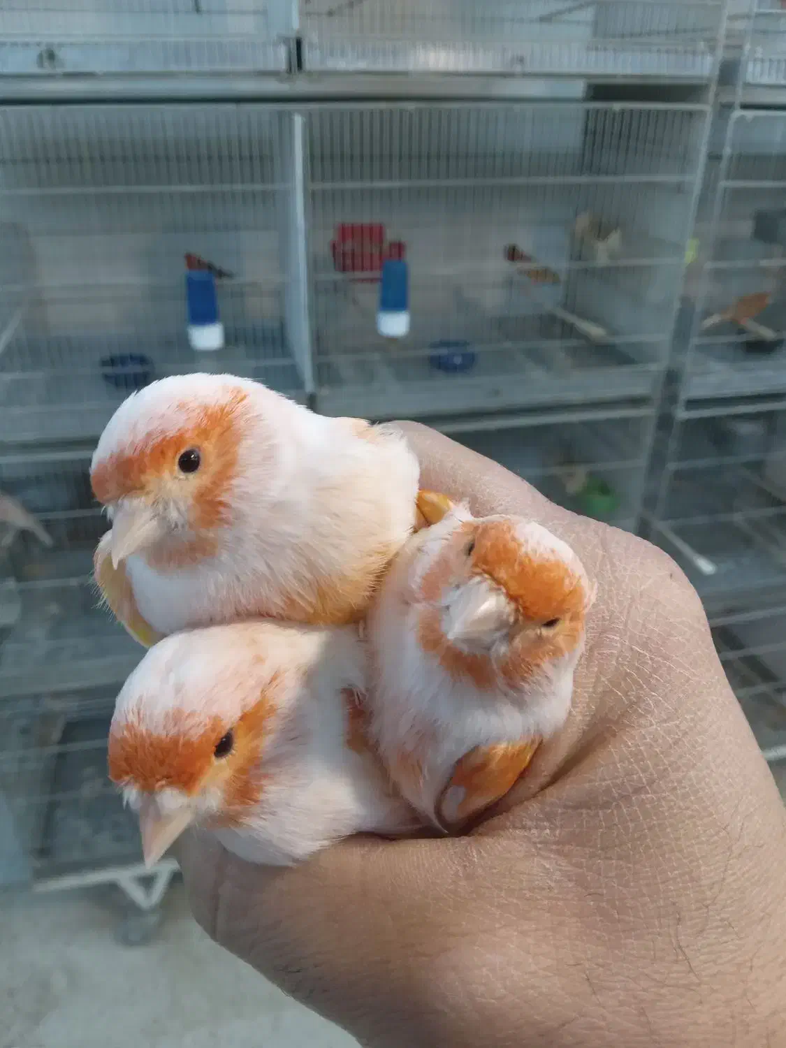 فروش ۷ عدد نر ۲۰۲۵ اماده|پرنده|هشتگرد, تهران دشت|دیوار