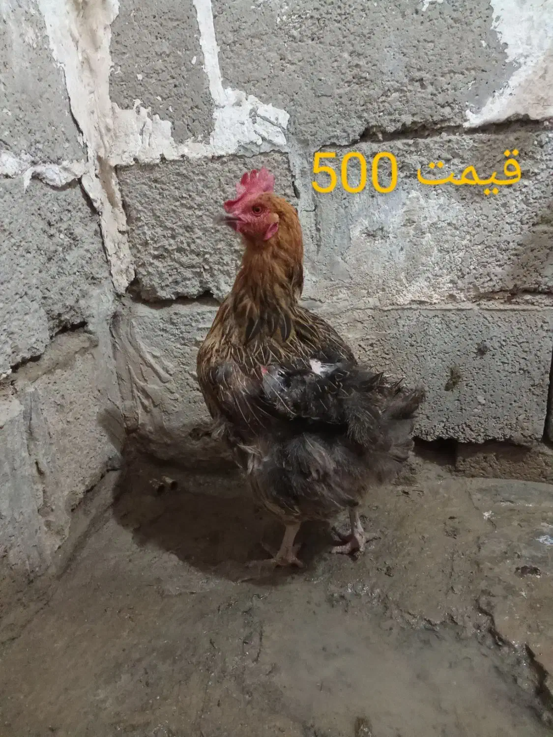 مرغ|حیوانات مزرعه|سیب و سوران, |دیوار