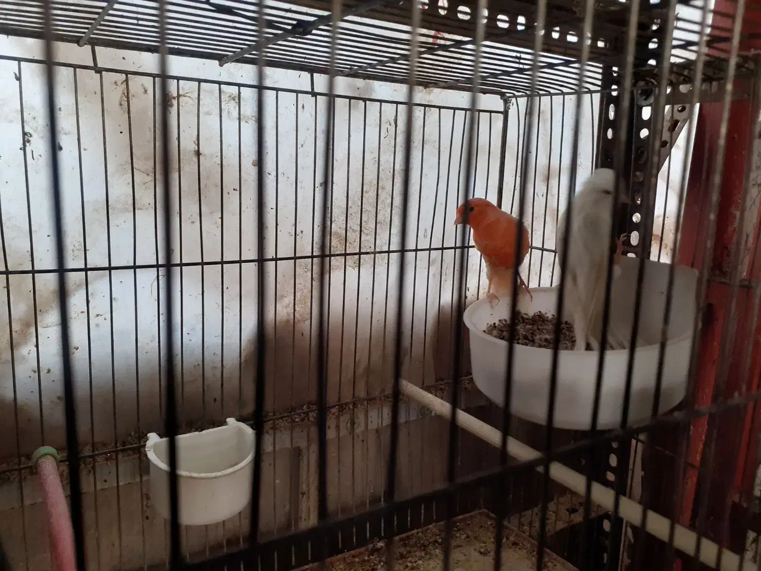 قناری|پرنده|بیرجند, |دیوار