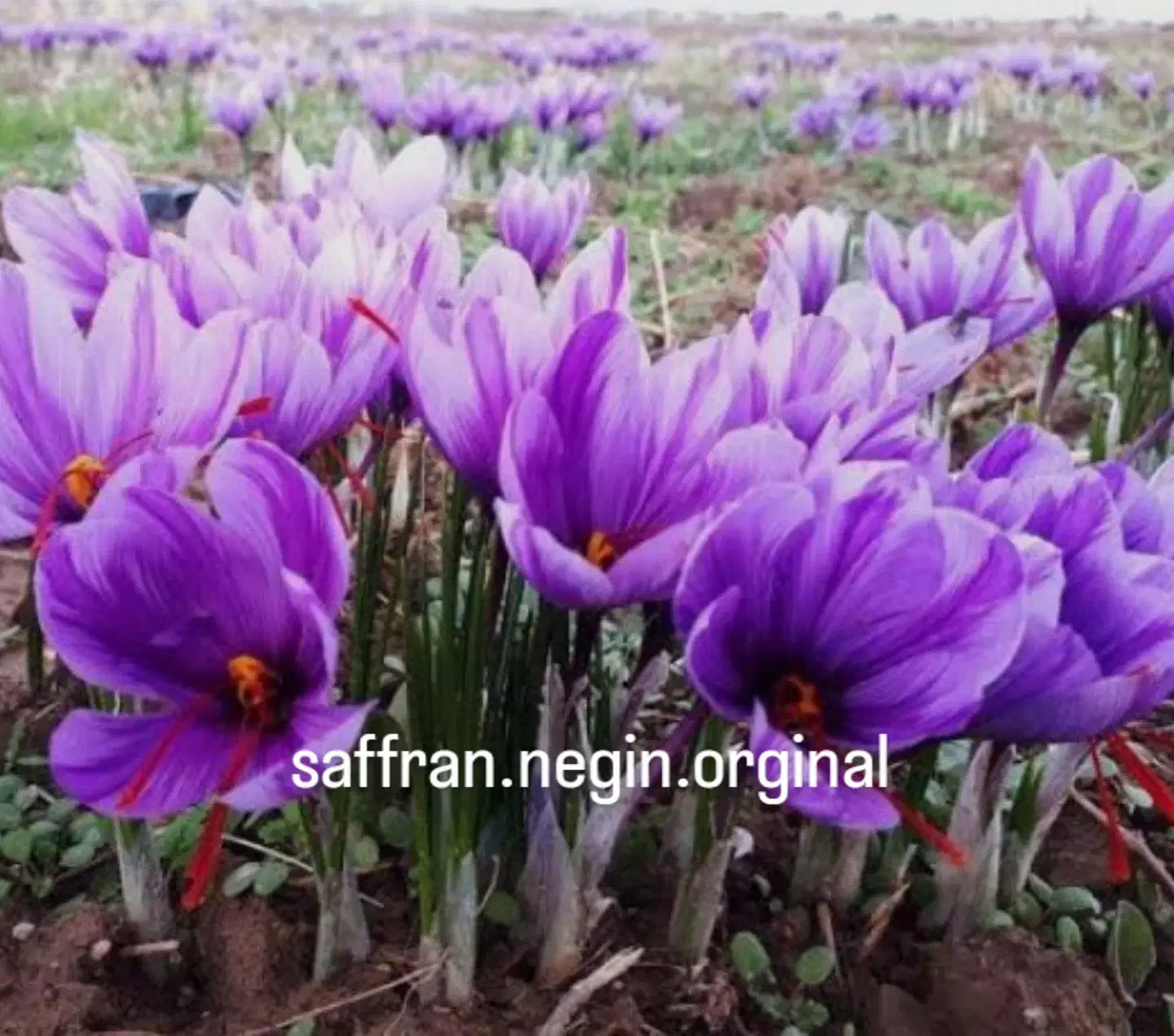 زعفران سوپر نگین درجهیک100٪|عمدهفروشی|شوط, |دیوار