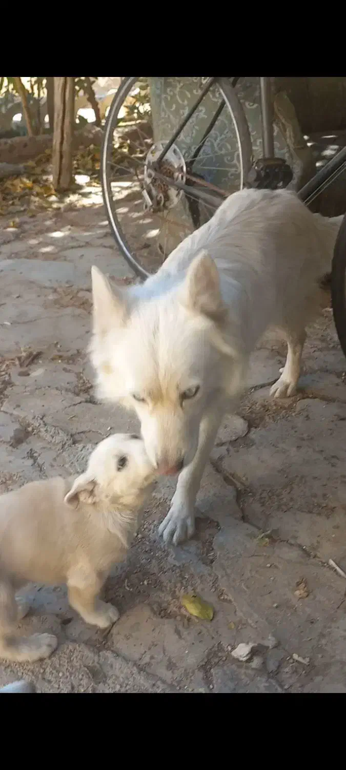 سگ میکس هاسکی چشم آبی پا کوتاه|سگ|شیراز, ابیوردی|دیوار