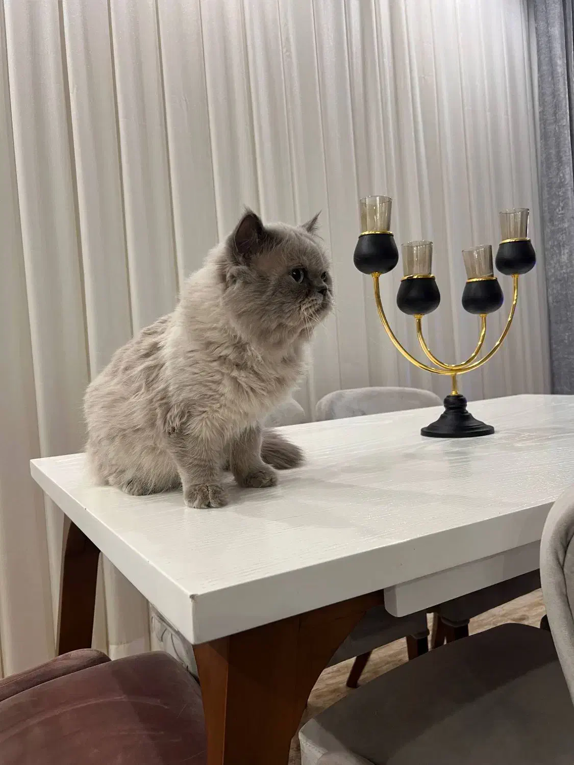 پرشین نر|گربه|تربت جام, شاد|دیوار