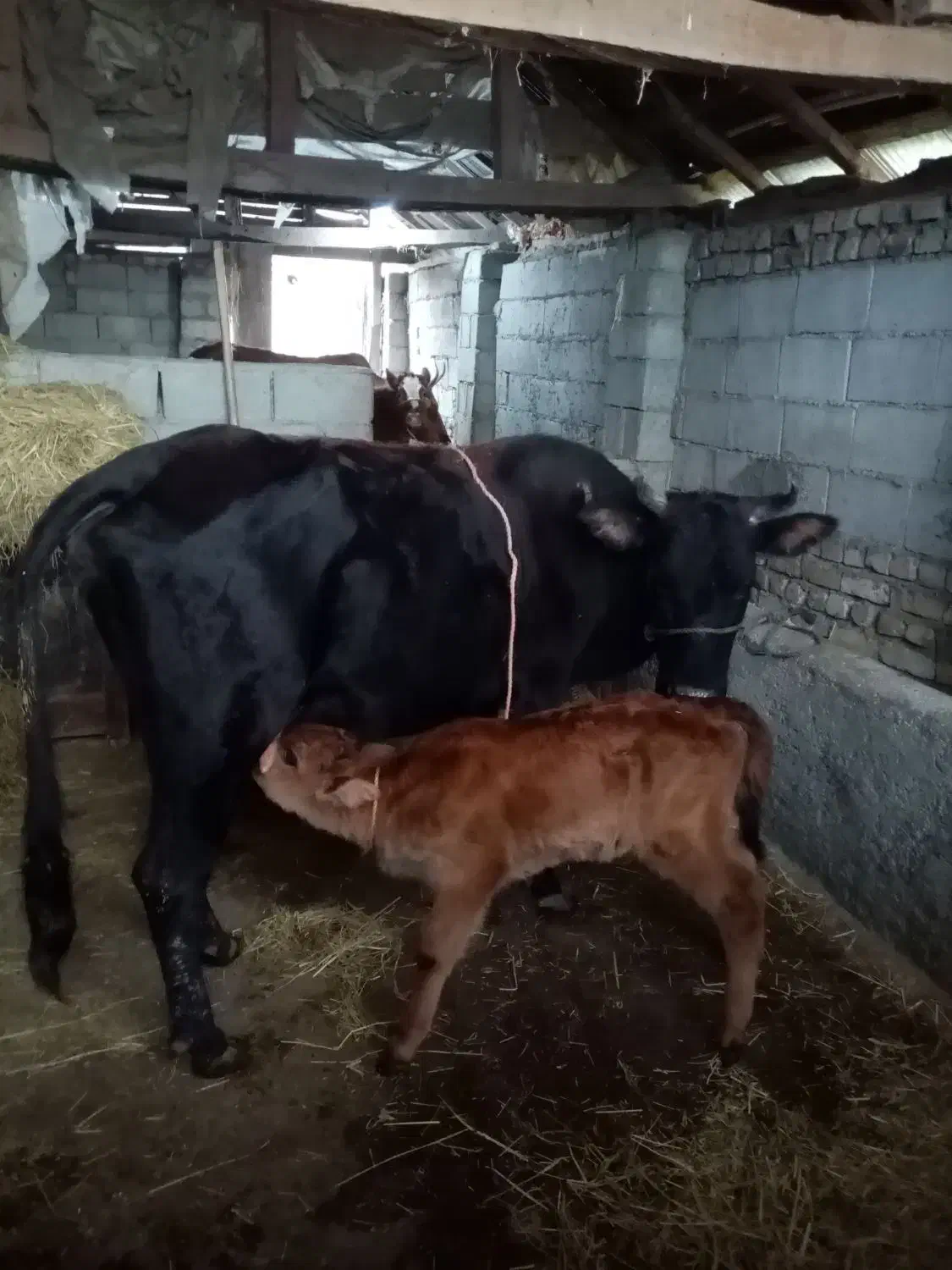 .دوتا گوساله داده..|حیوانات مزرعه|شاندرمن, |دیوار