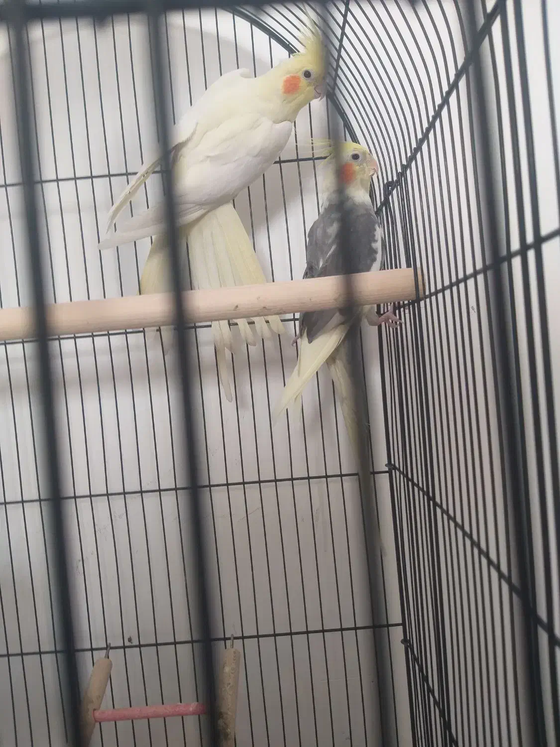 عروس هلندی جفت|پرنده|مشهد, قائم|دیوار