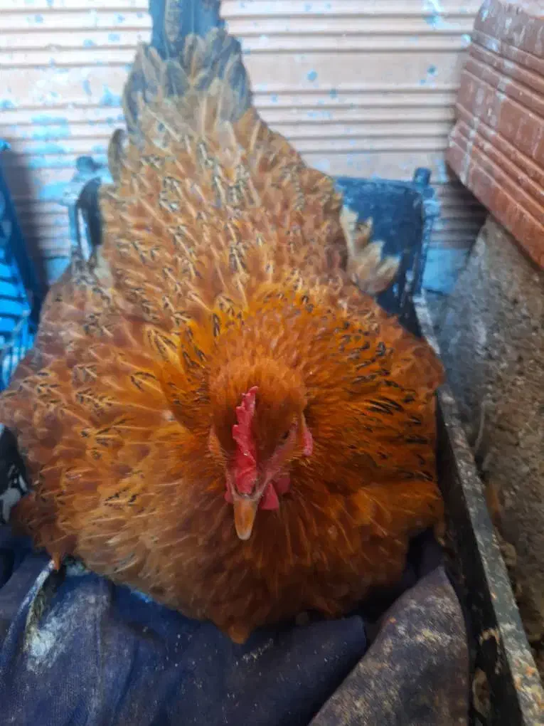 مرغ کرچ محلی اصل|حیوانات مزرعه|قائم‌شهر, |دیوار