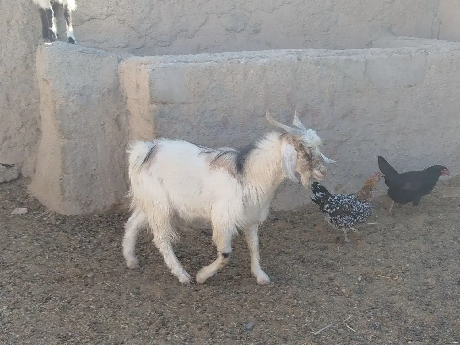 گوسفند فروشی جوان سالم|حیوانات مزرعه|بافت, |دیوار