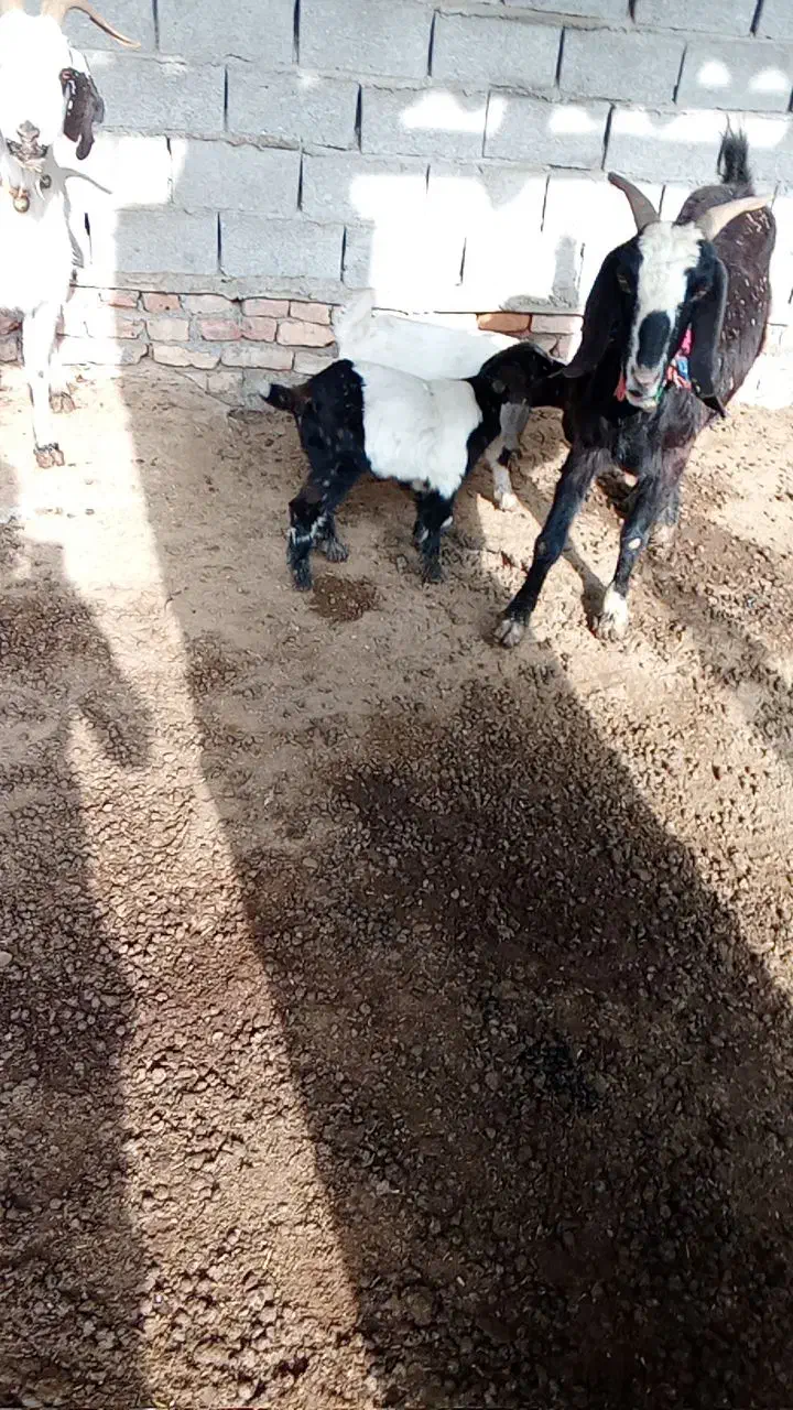 بزچهارشکم دقلوزادورگ پاکستانی|حیوانات مزرعه|گمیشان, |دیوار