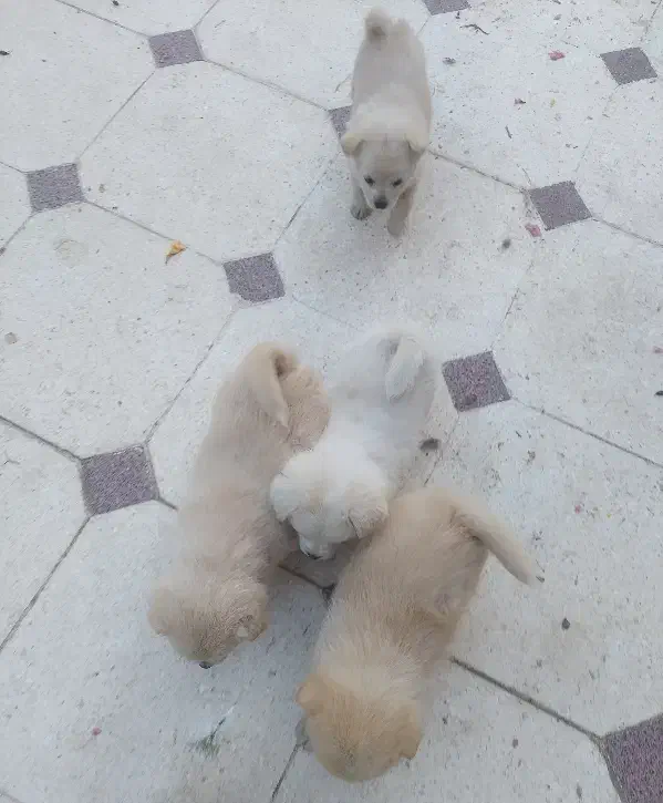 پامر اشپیتز|سگ|بم, |دیوار