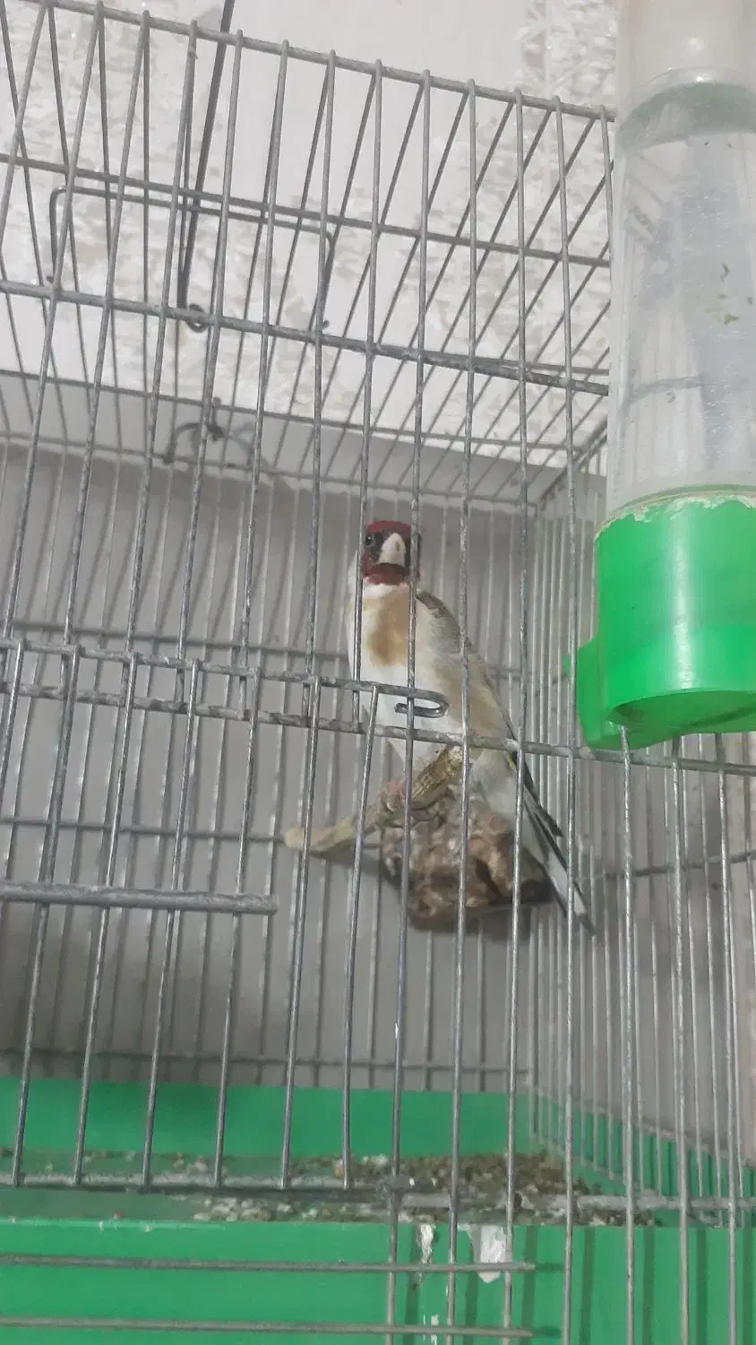 سهره نر|پرنده|قدس, شهر‌قدس|دیوار