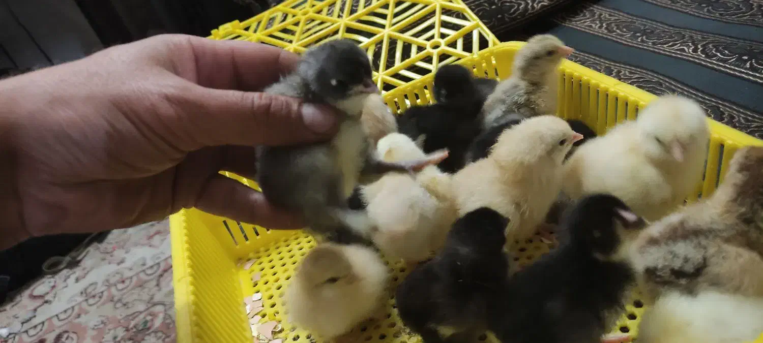 تخم نطفه دار|حیوانات مزرعه|خمینیشهر, |دیوار