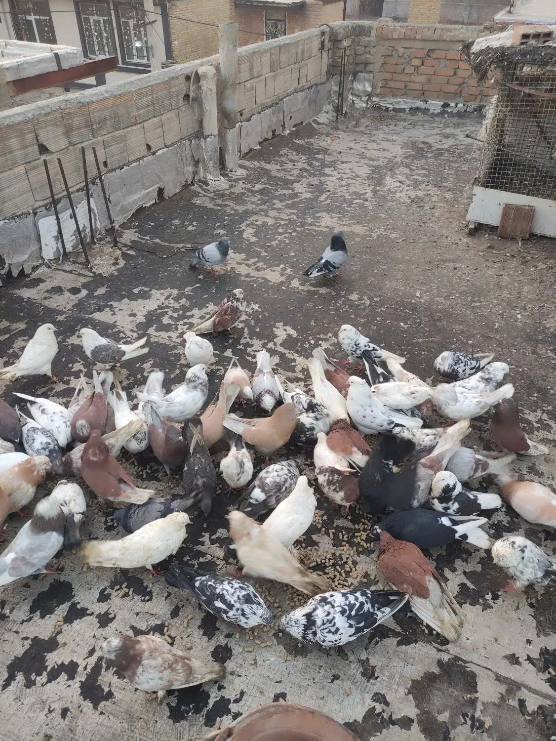 فروشی|پرنده|نوشین شهر, |دیوار