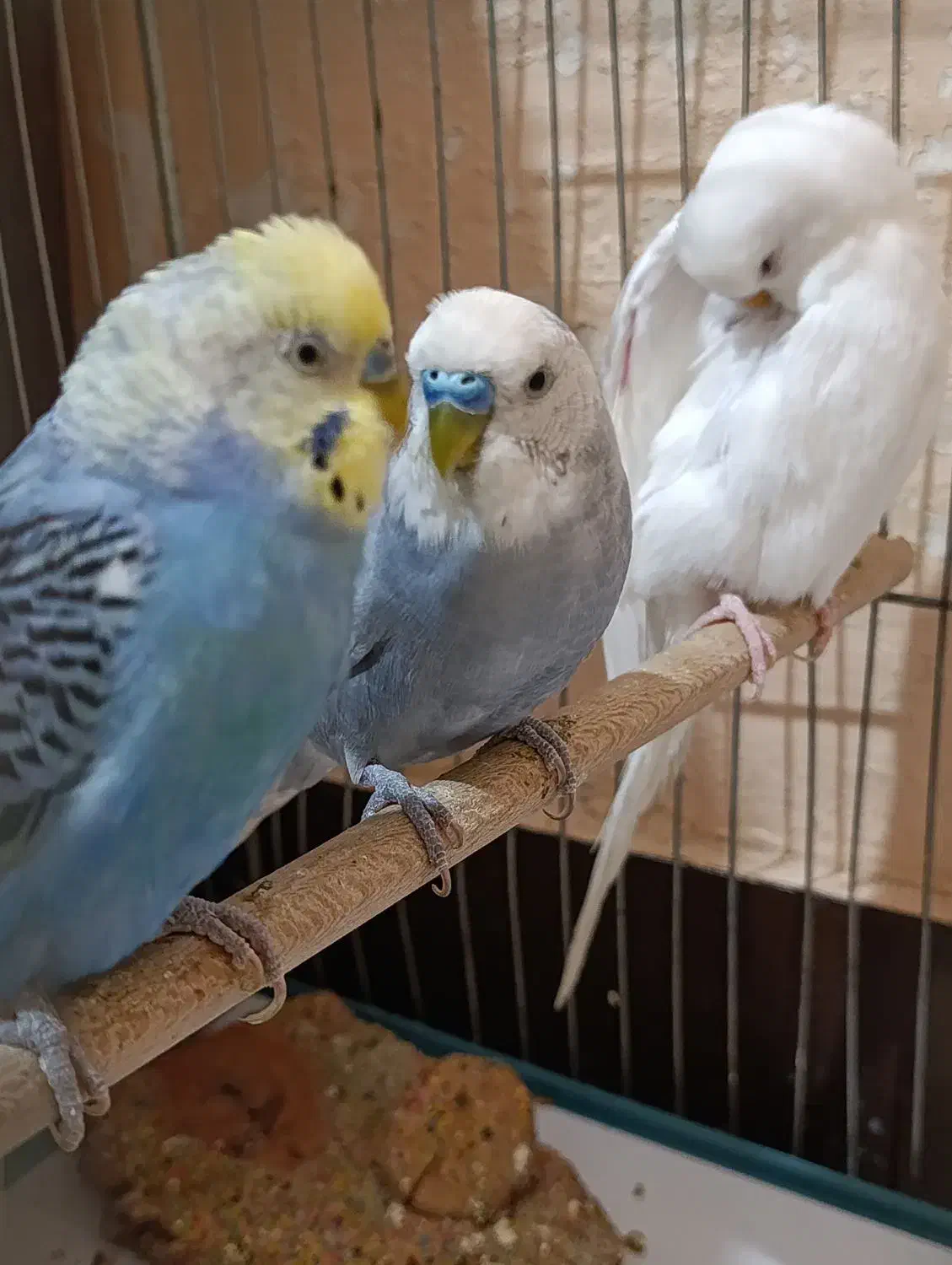 مرغ عشق|پرنده|دوگنبدان, |دیوار