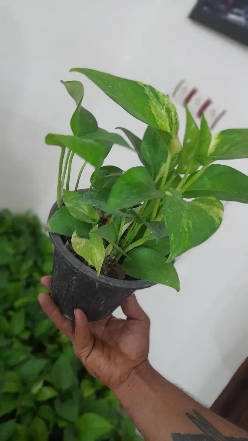 گیاه زیبای پتوس|گل و گیاه طبیعی|اهواز, شریعتی جنوبی|دیوار