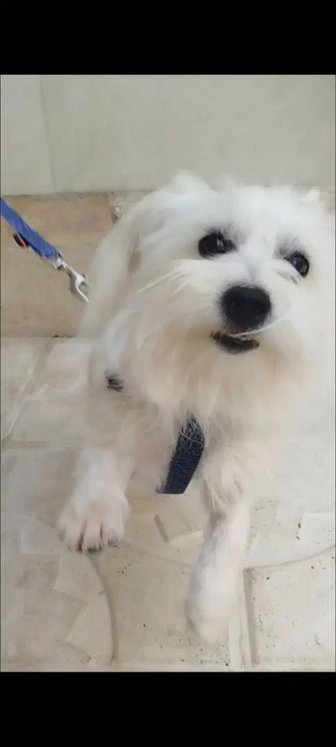 واگذاری|سگ|صدرا-فارس, فاز ۲|دیوار