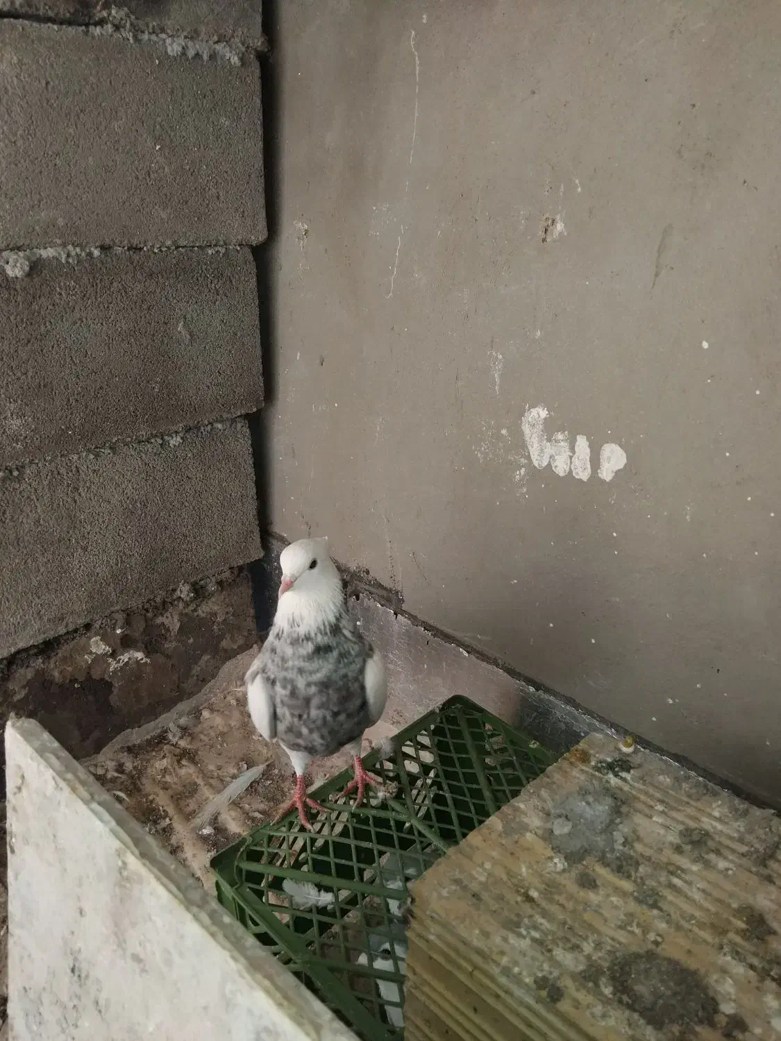 الماسی نر|پرنده|کنگاور, |دیوار