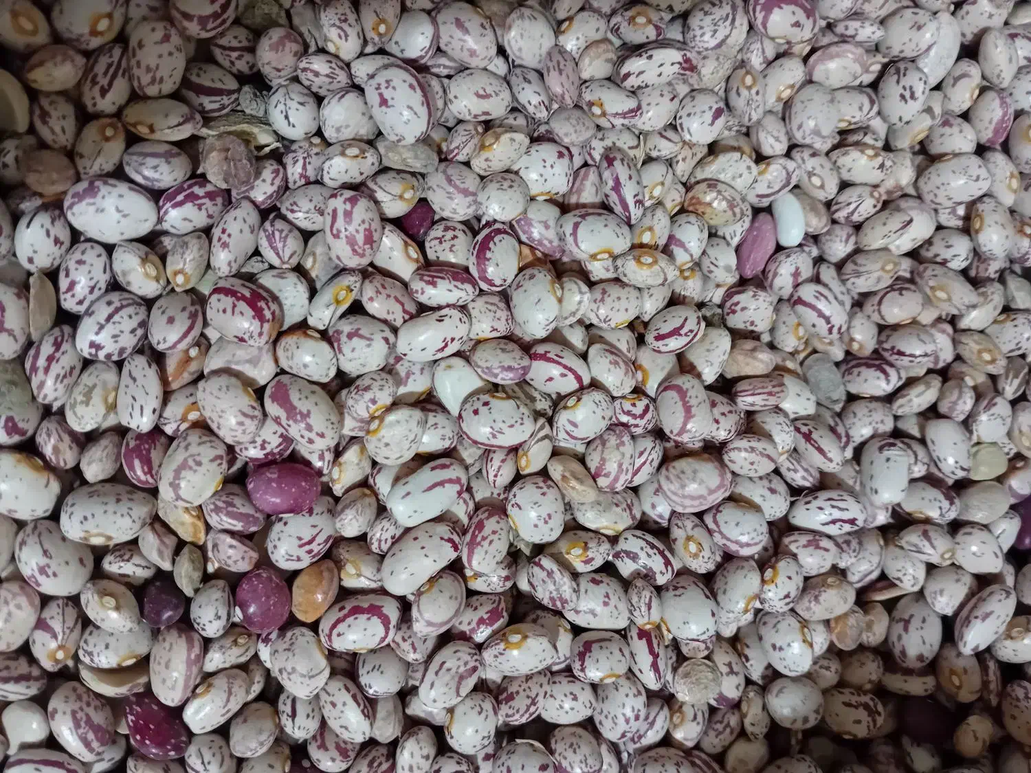 لوبیا چیتی درجه1|خوردنی و آشامیدنی|نوبران, |دیوار