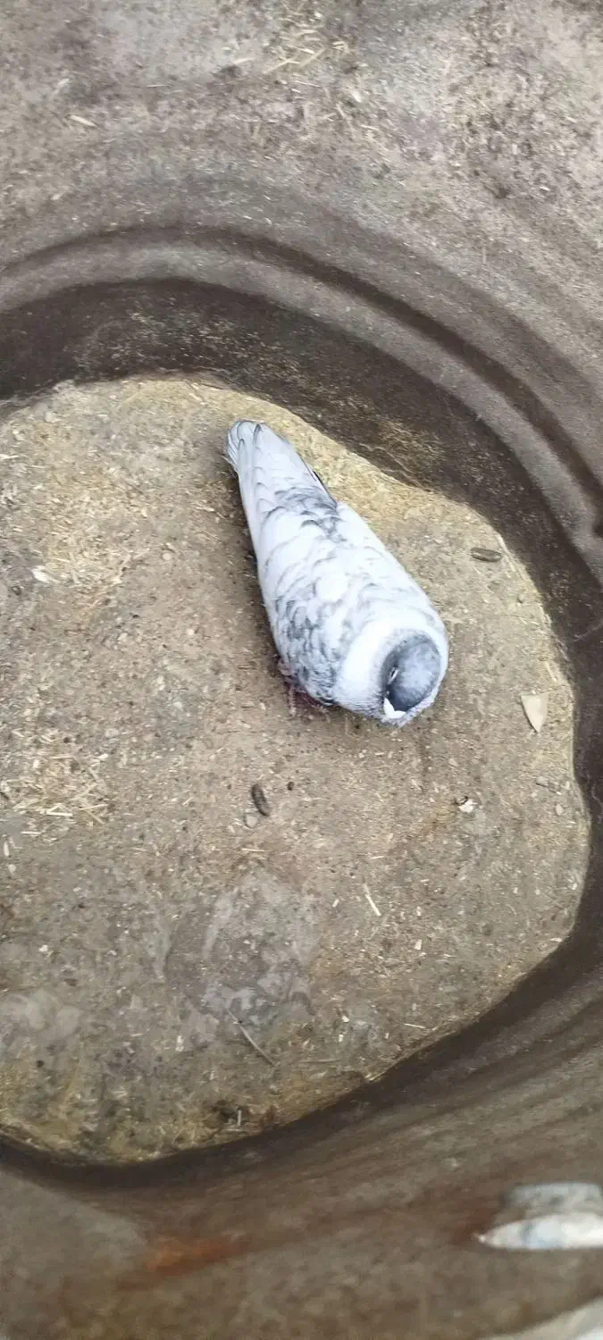 طوق سفید|پرنده|شوشتر, |دیوار