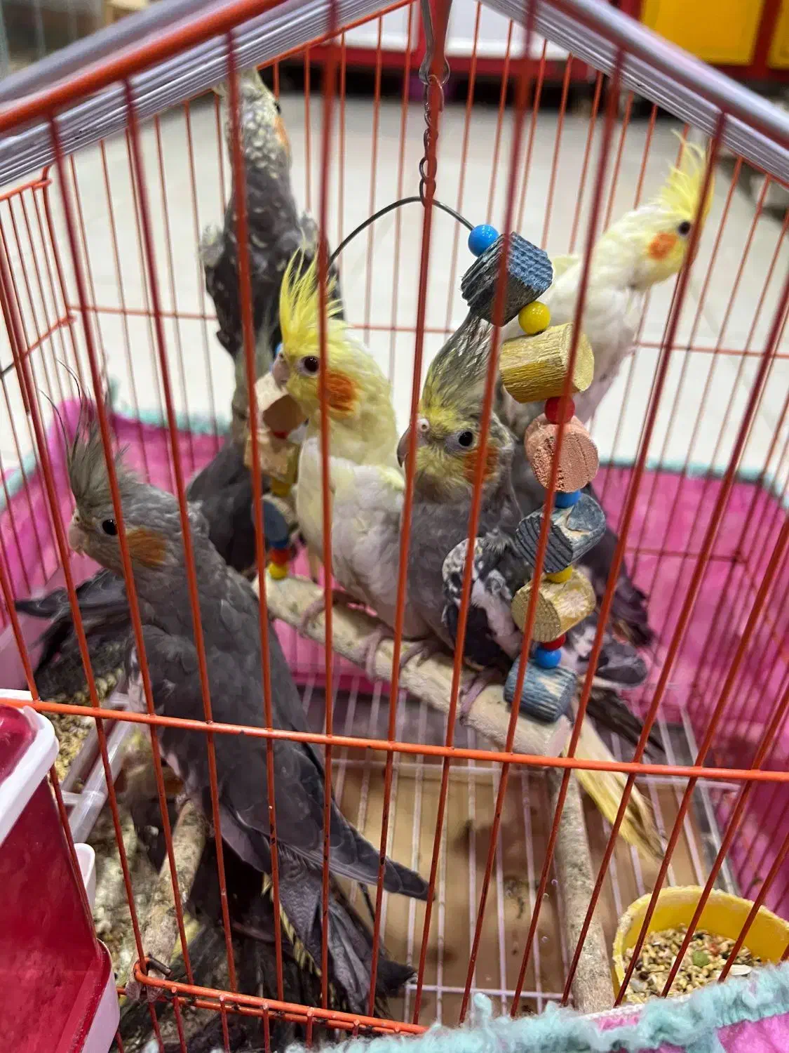 عروس هلندی فروشی|پرنده|فومن, |دیوار