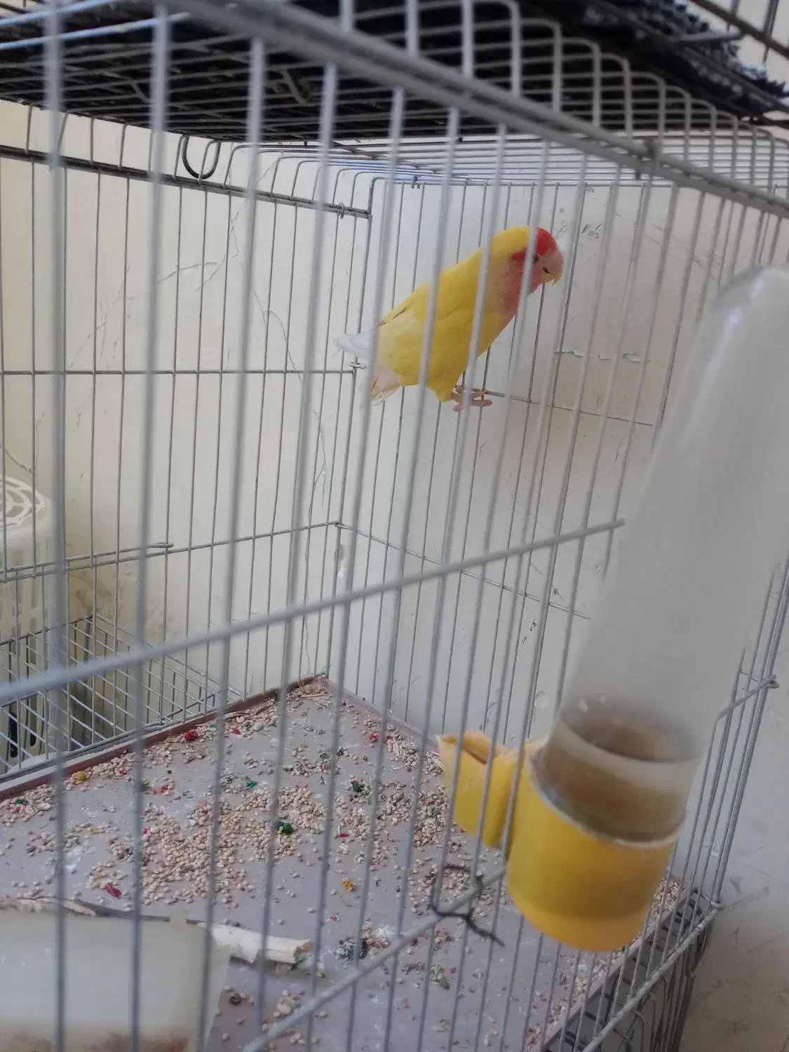 طوطی برزیلی|پرنده|شیراز, تندگویان|دیوار