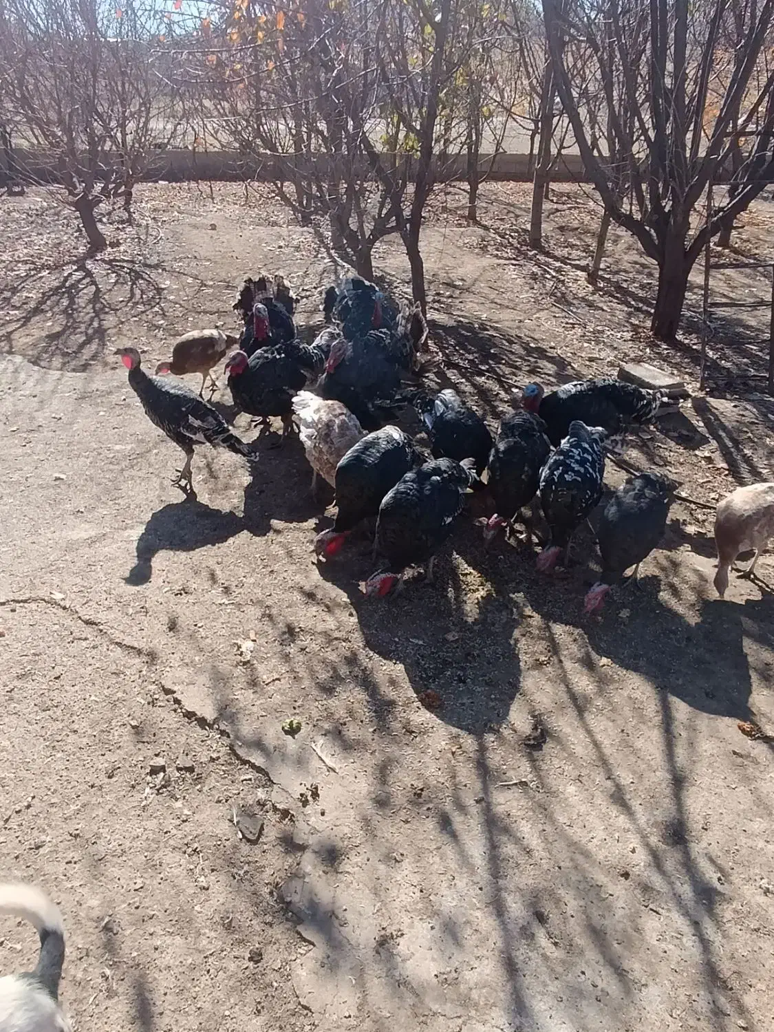 بوقلمون طبیعی نر|حیوانات مزرعه|اهر, |دیوار