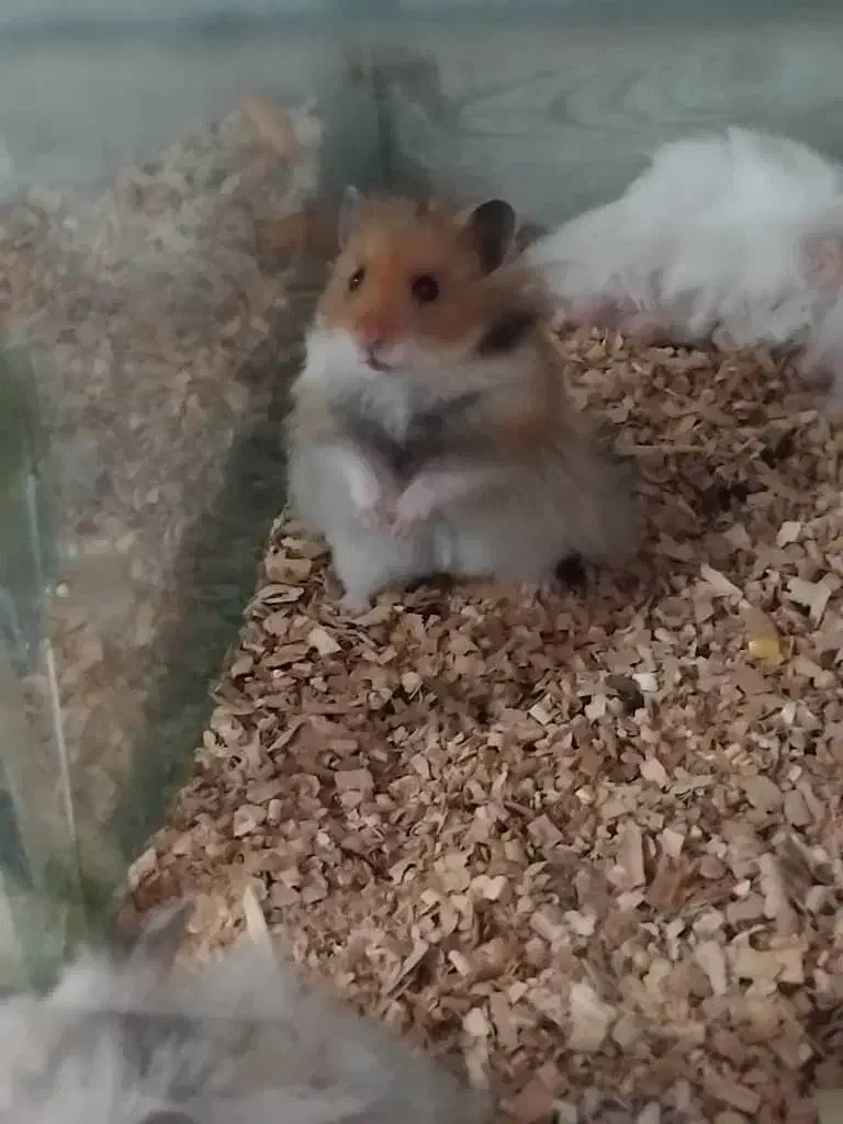 همستر میمیاتوری|موش و خرگوش|شیراز, سلطان آباد|دیوار