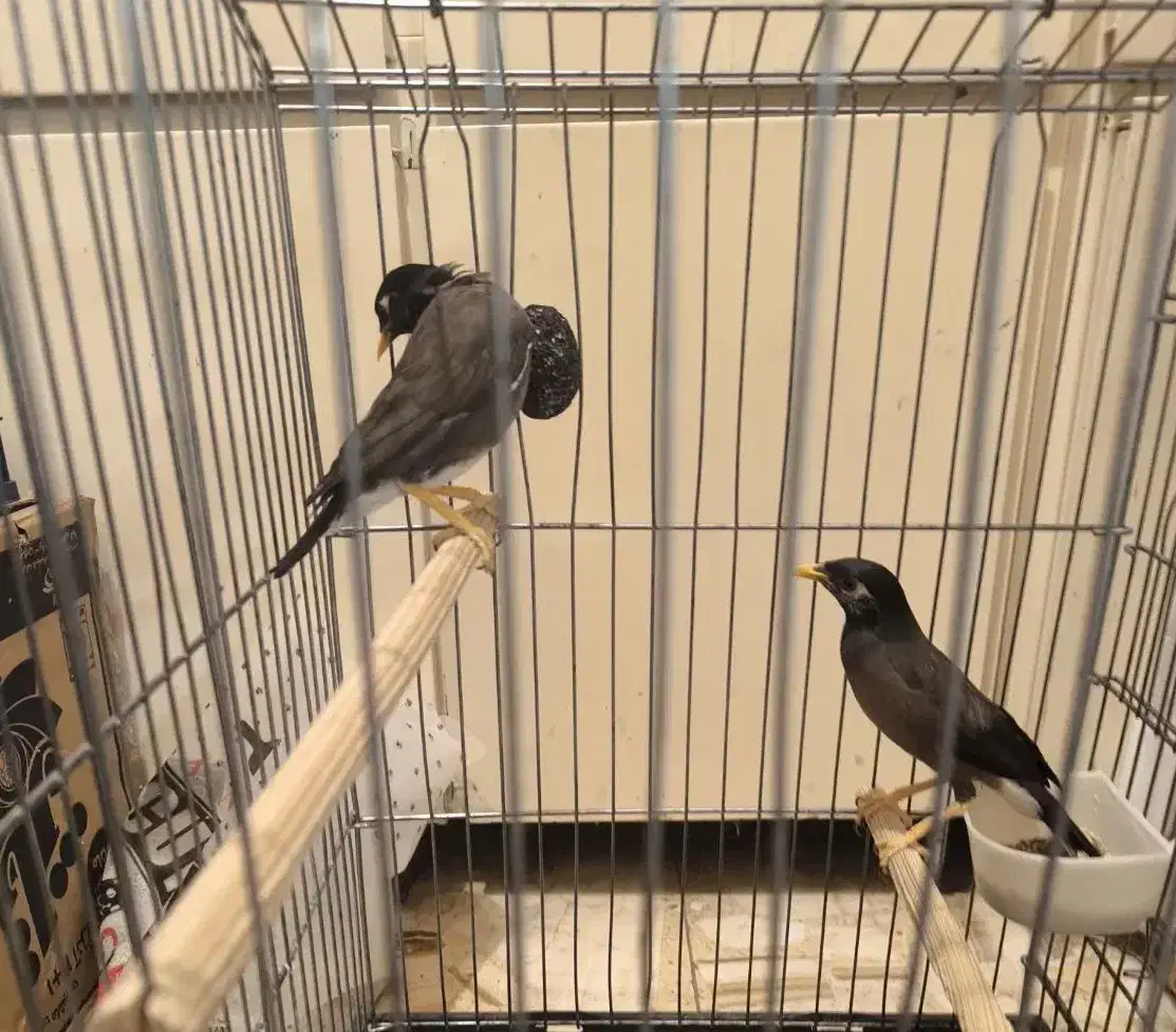 پرنده مینا|پرنده|تهران, عباسآباد|دیوار