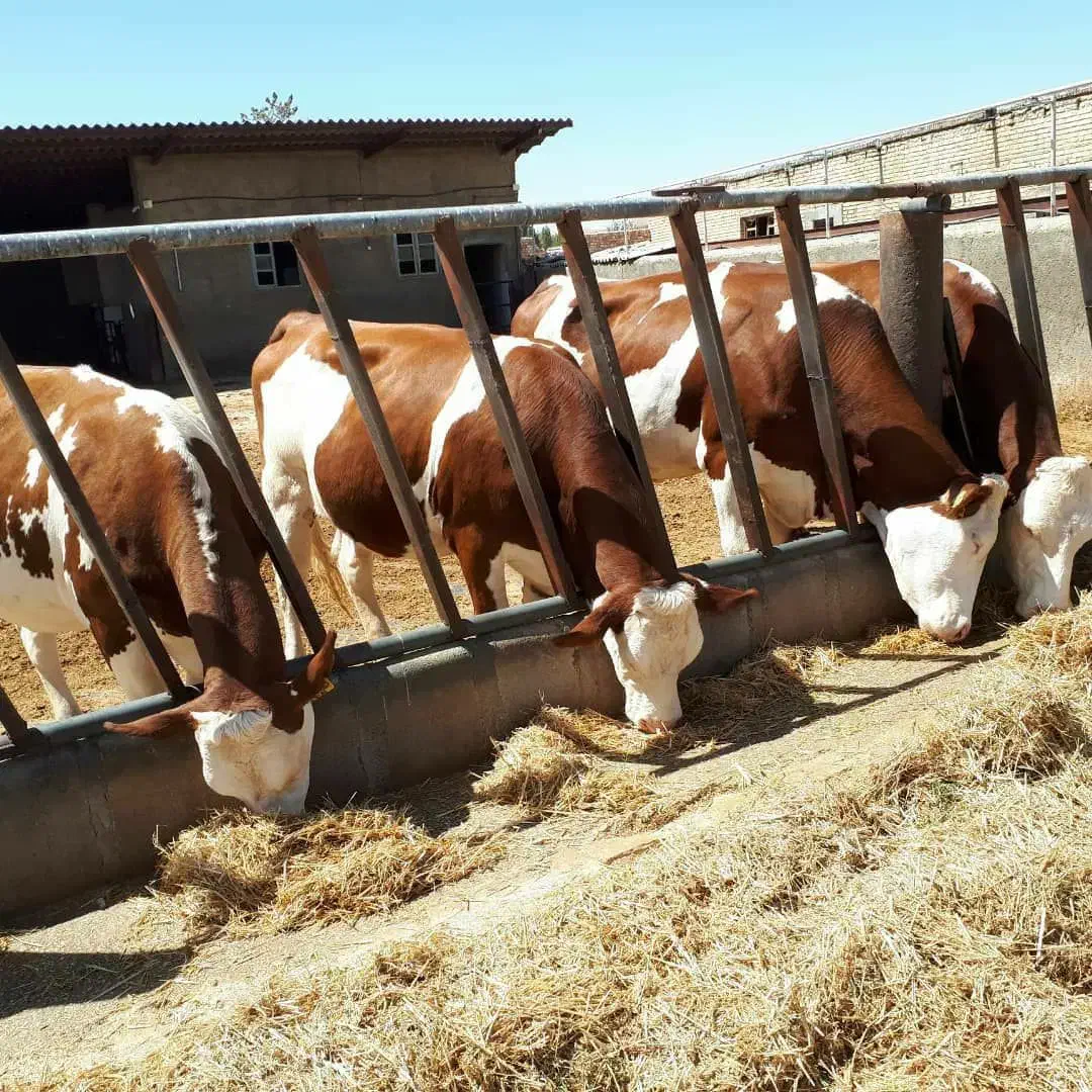 فروش گوساله|حیوانات مزرعه|کرج, محمد آباد|دیوار