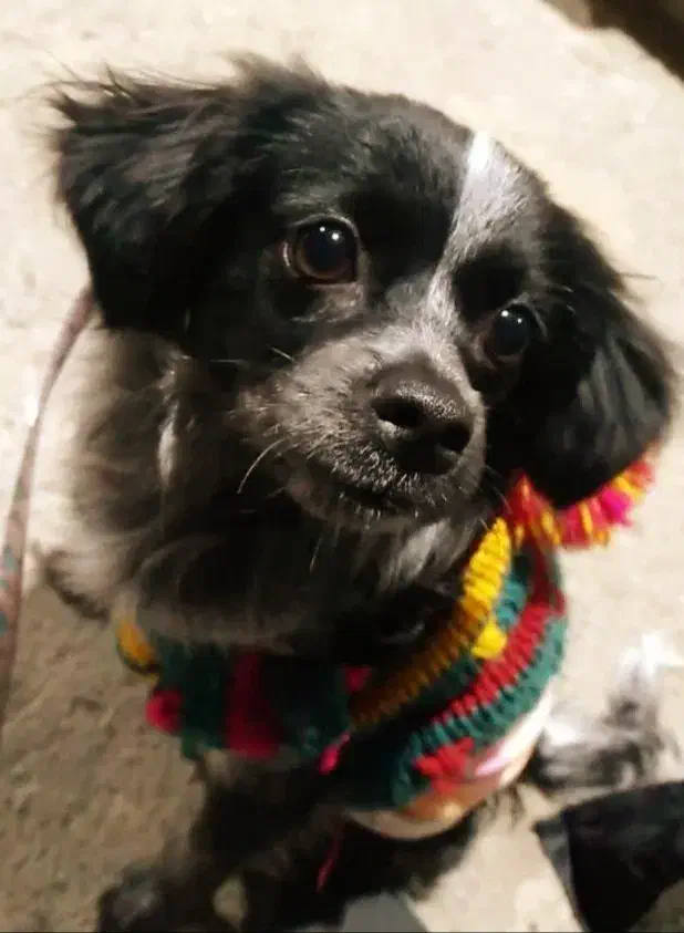 یک قلاده سک خانگی|سگ|چهارباغ, |دیوار