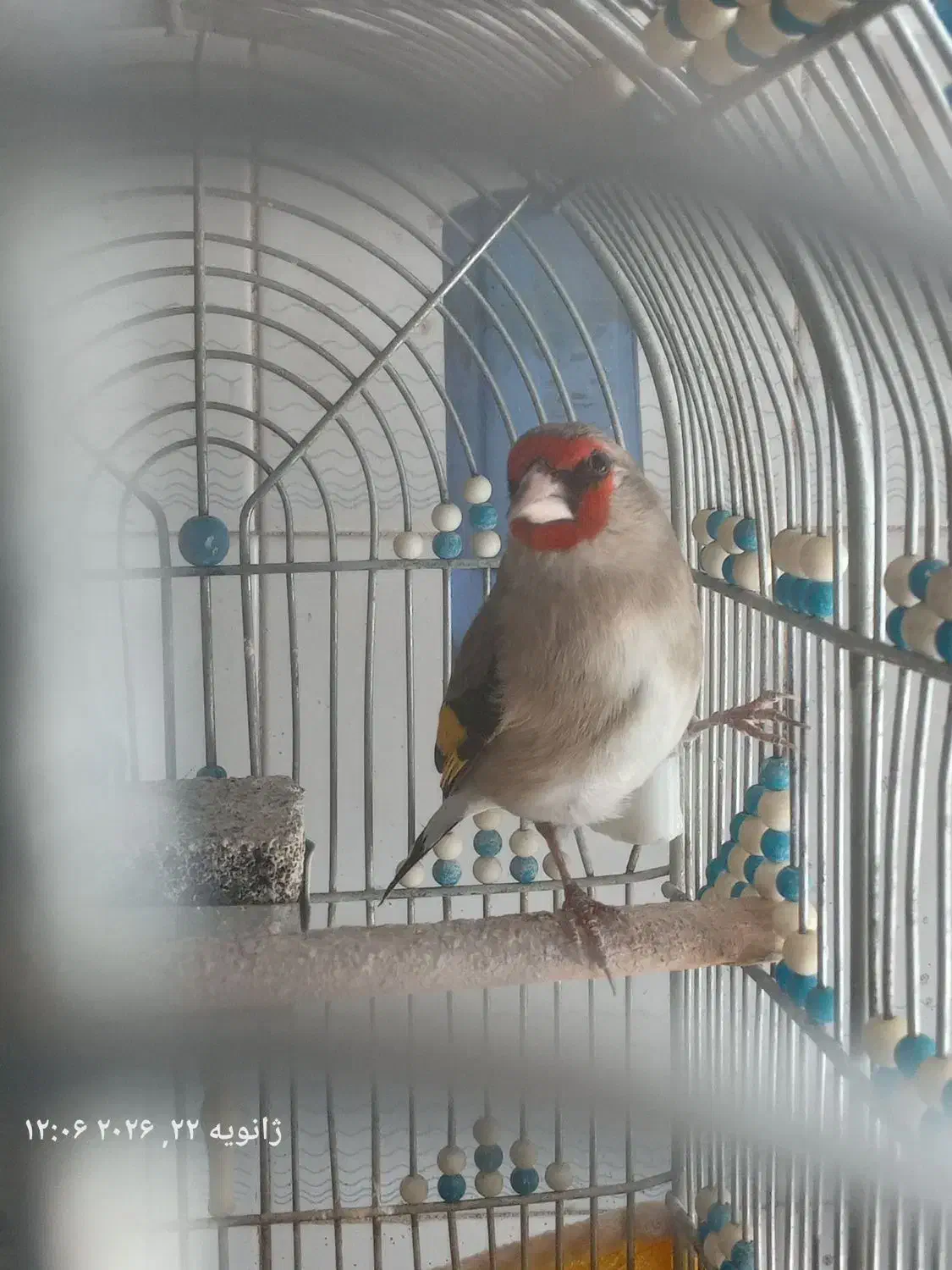 سهره یا سقا|پرنده|سیرجان, |دیوار