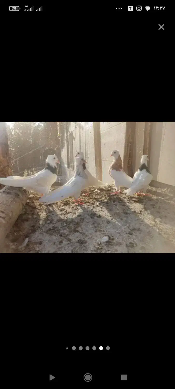 طوقی درجه یک|پرنده|بروجن, |دیوار