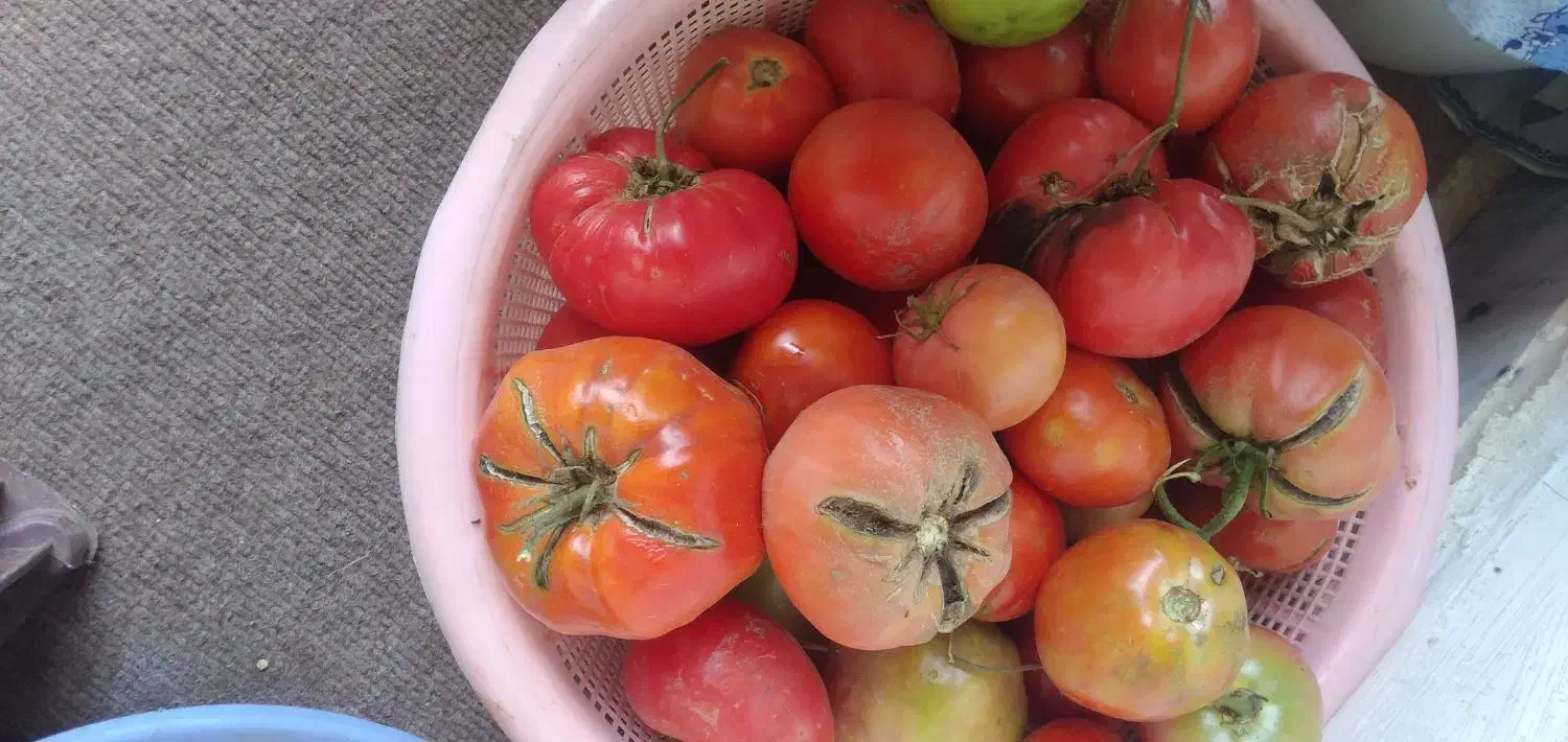 فروش گوجه فرنگی|خوردنی و آشامیدنی|قره ضیاالدین, |دیوار