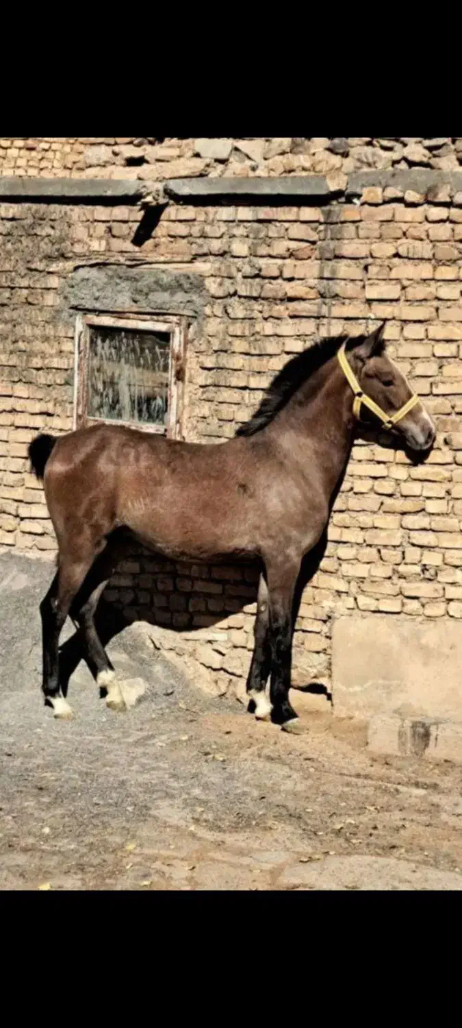 کره اسب مادیون|اسب و تجهیزات اسب‌سواری|خمینی‌شهر, |دیوار