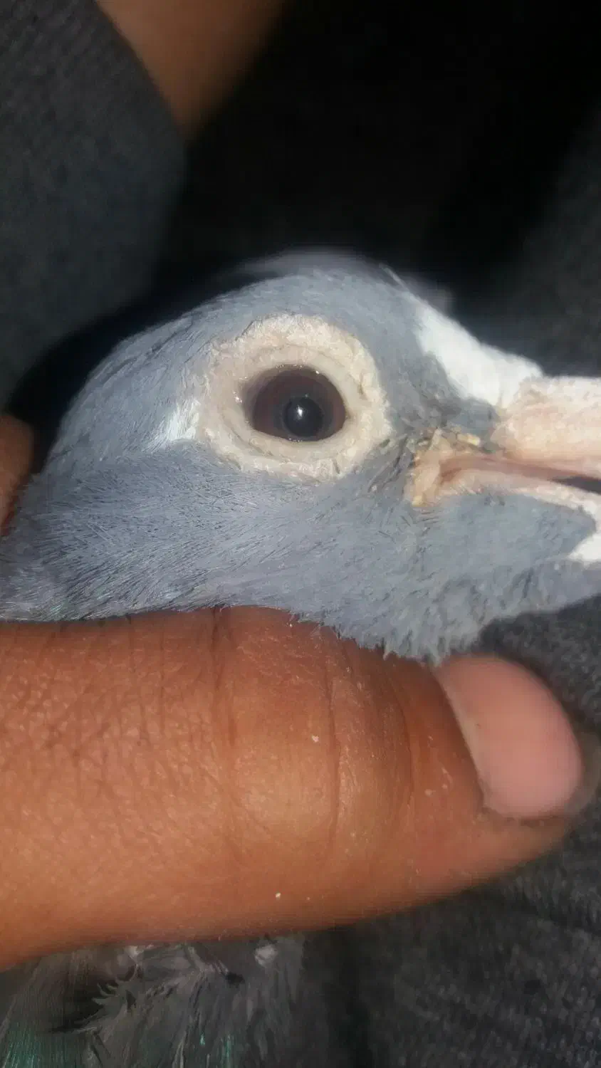 کفتر مسافتی|پرنده|بیرجند, |دیوار