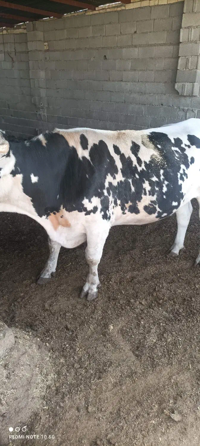 ‌گوساله‌نر‌‌کشتاری‌‌قهدریجان|حیوانات مزرعه|اصفهان, اشکاوند|دیوار