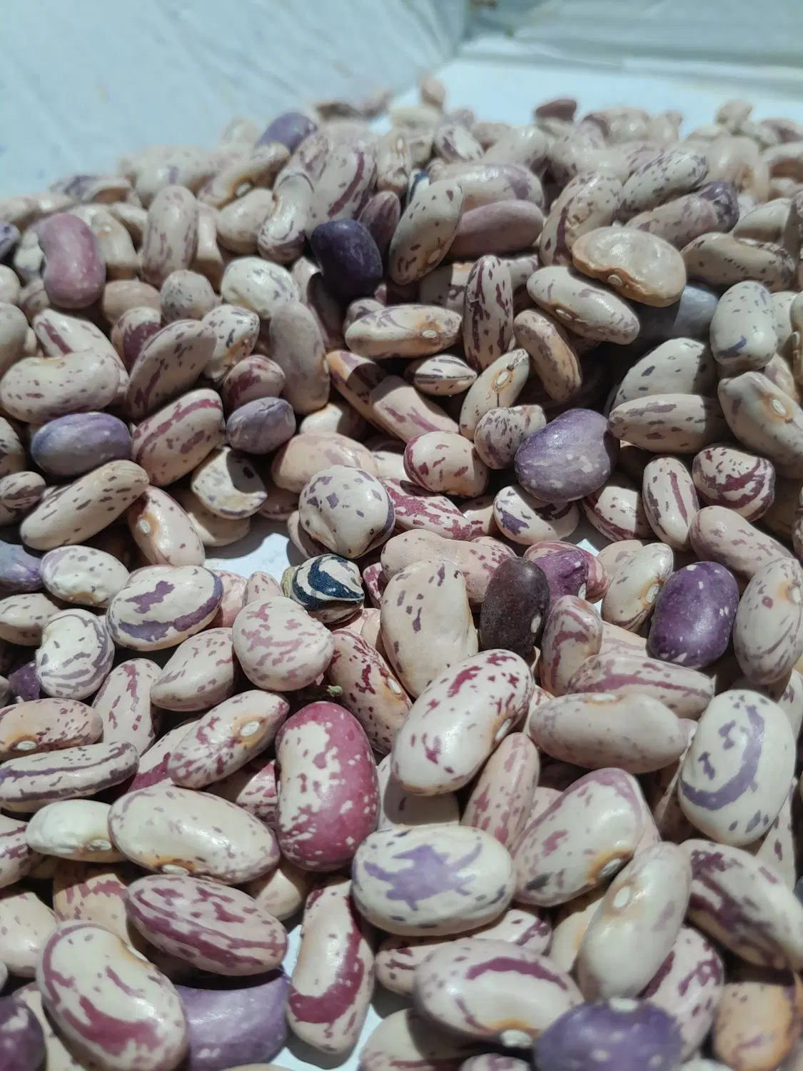لوبیا چیتی|خوردنی و آشامیدنی|بلبان آباد, |دیوار