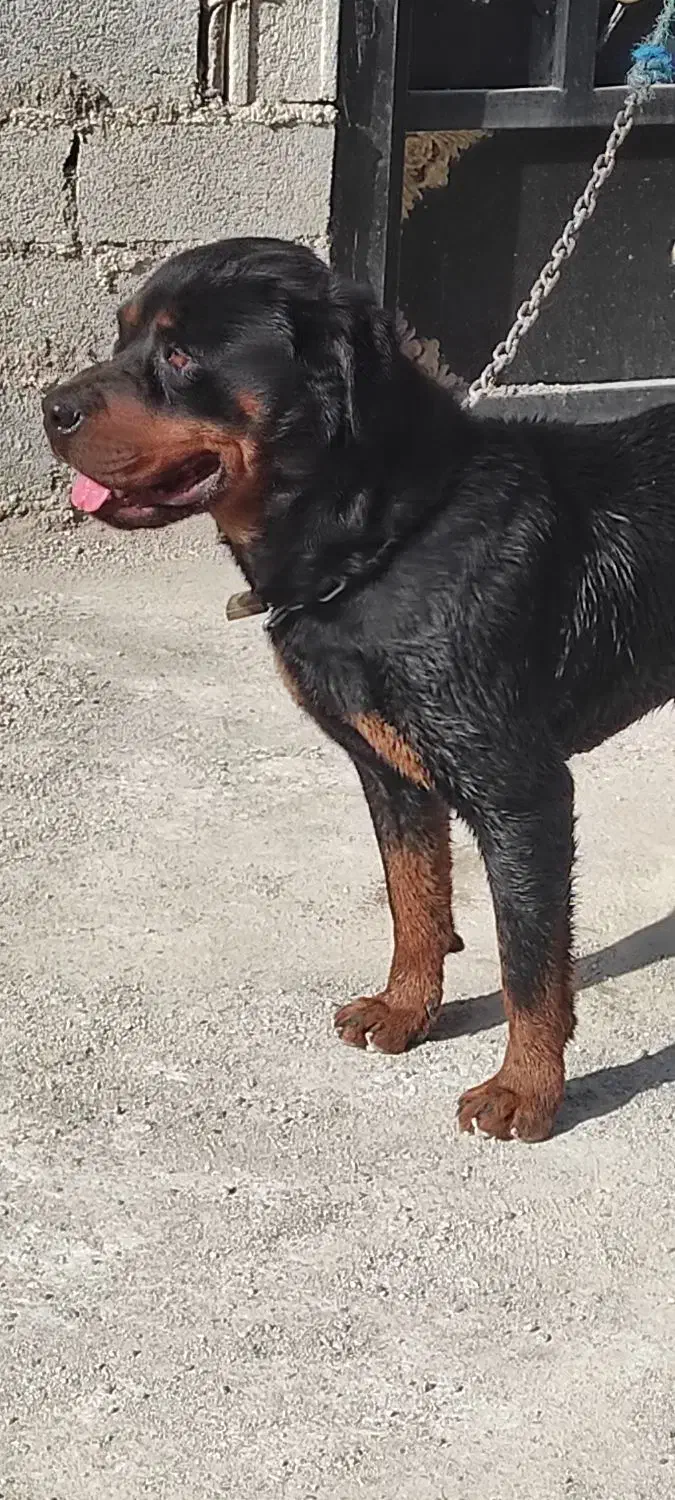 فروش سگ روی فایلر|سگ|امامزاده عبدالله, |دیوار