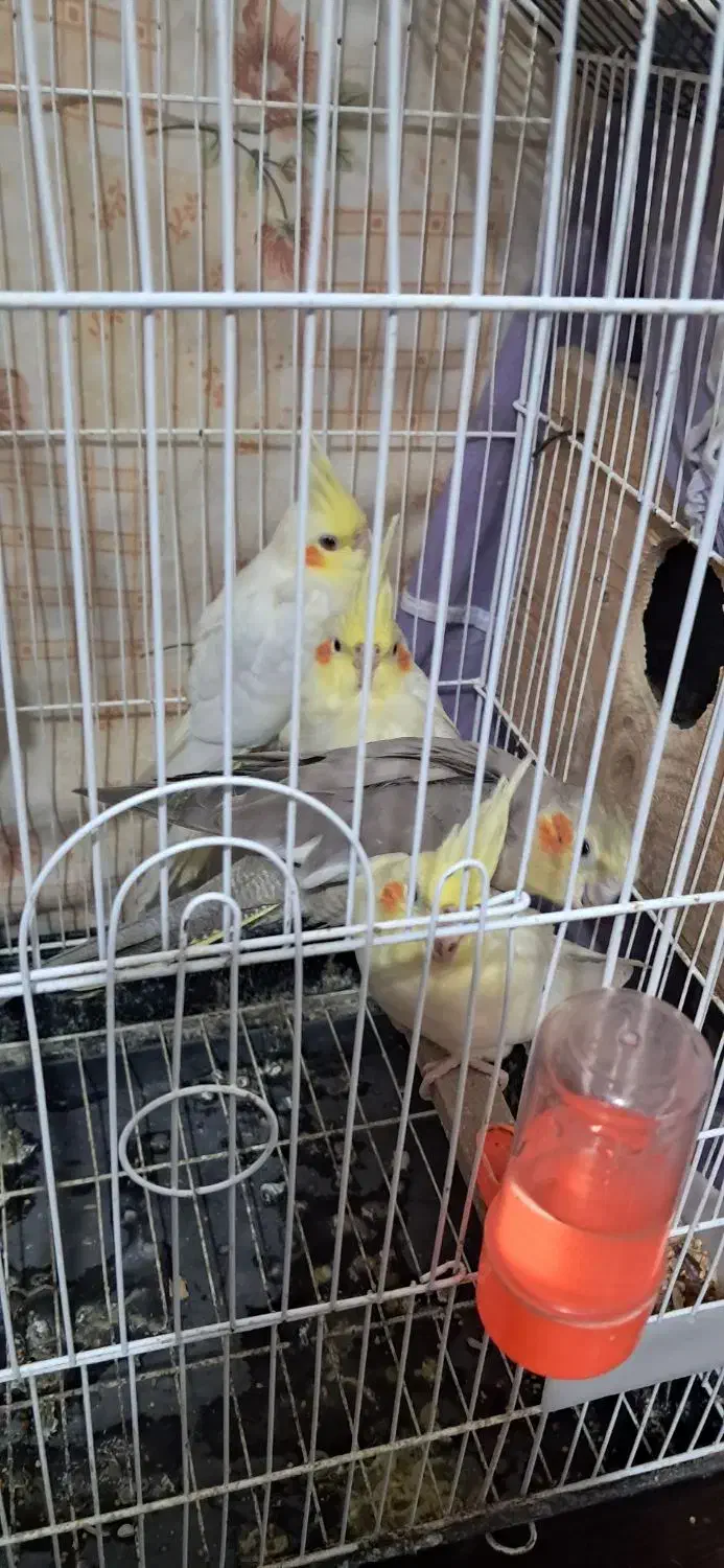 عروس هلندی 2 ماهه|پرنده|طاهرگوراب, |دیوار