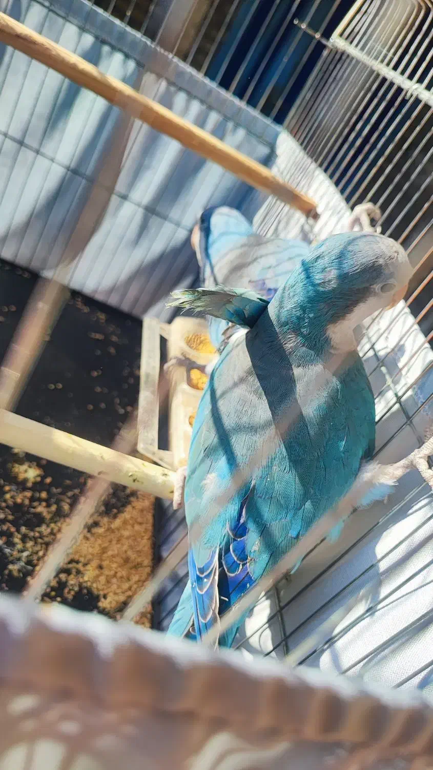 طوطی راهب گمشده|حیوانات|اهواز, سید خلف|دیوار