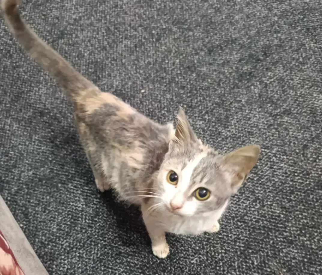 واگذاری گربه|گربه|بندر انزلی, باغ زمانی|دیوار