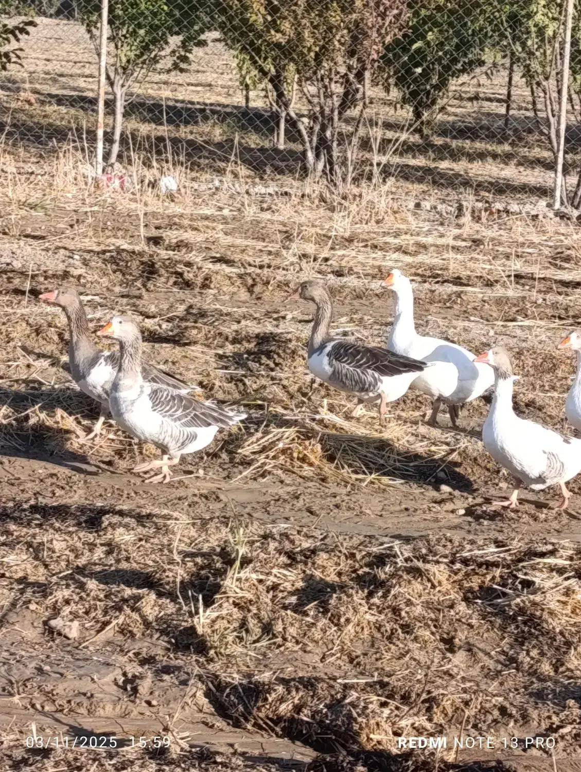 فروش غاز|حیوانات مزرعه|بیضا, |دیوار