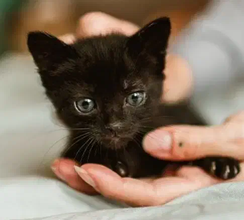 حیوان خانگی|گربه|یزد, |دیوار