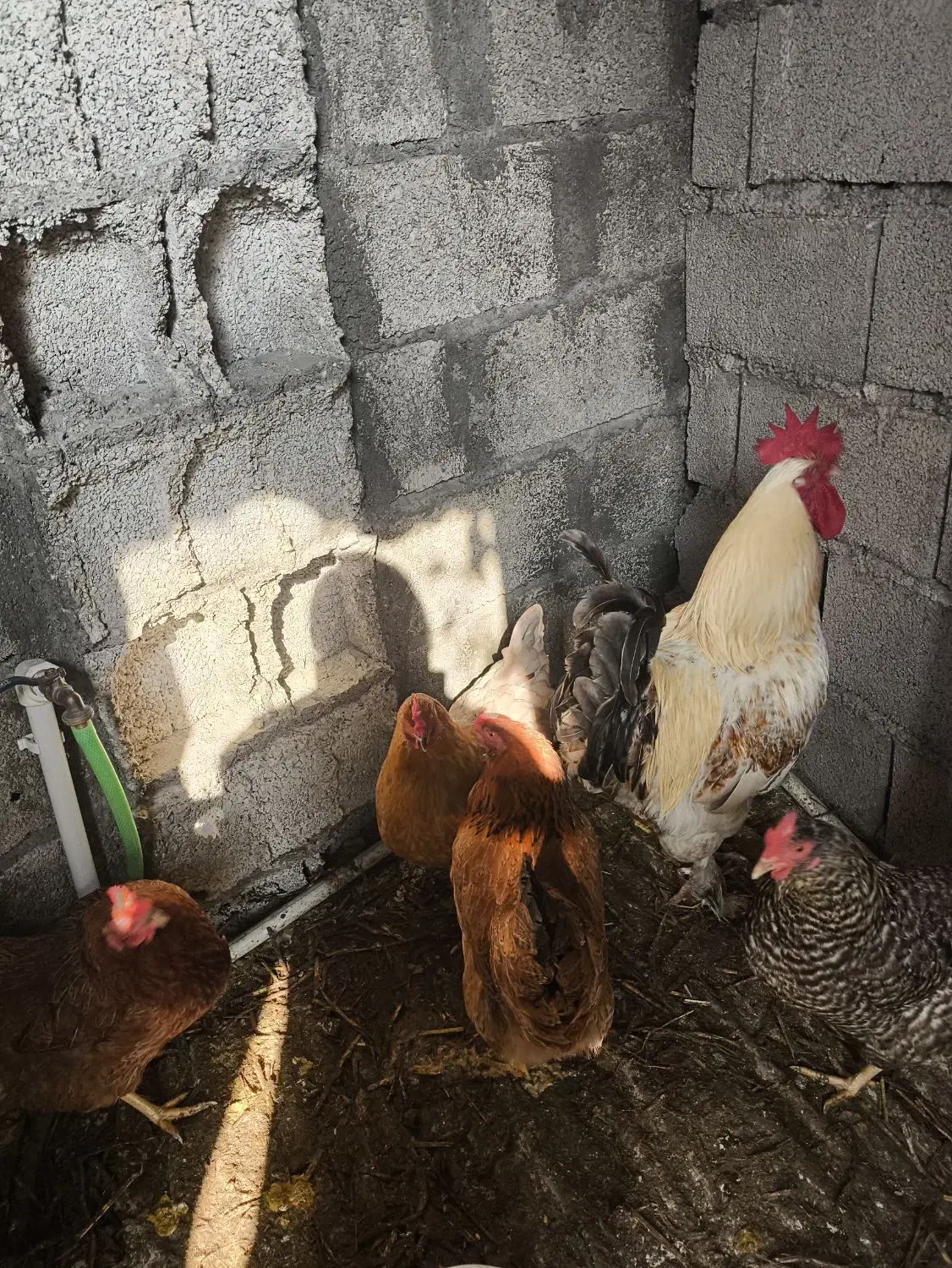 حیوانات مزرعه|حیوانات مزرعه|ماسال, |دیوار