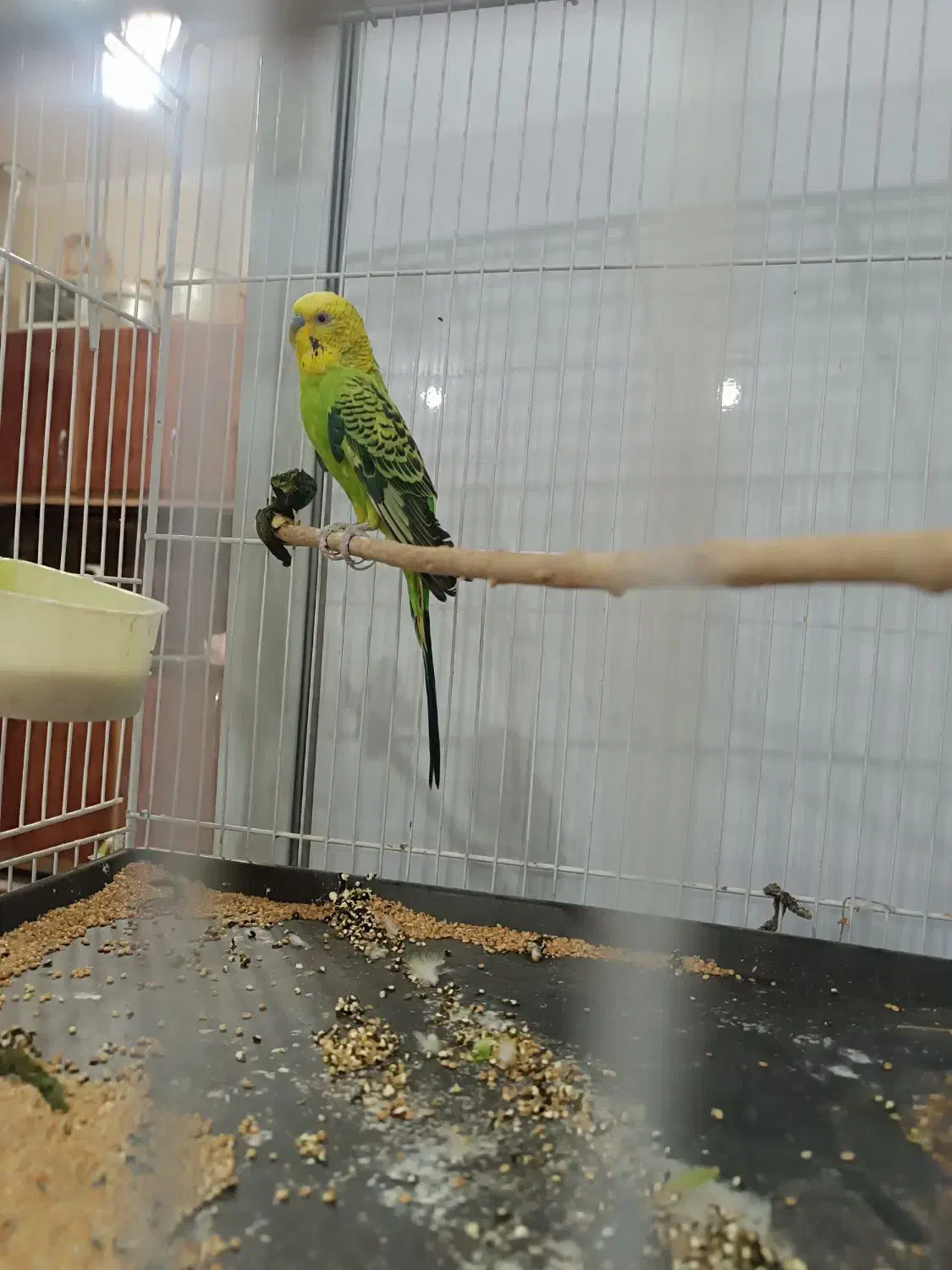 پرنده. مرغ عشق|پرنده|خواف, |دیوار