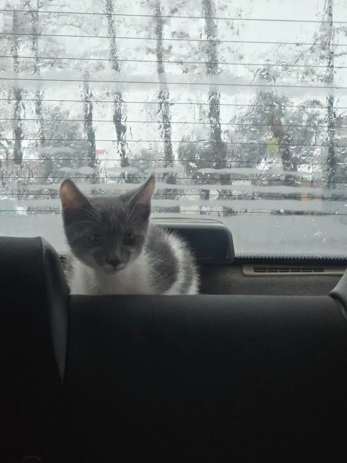 گربه|حیوانات|لاهیجان, کوی استادان|دیوار