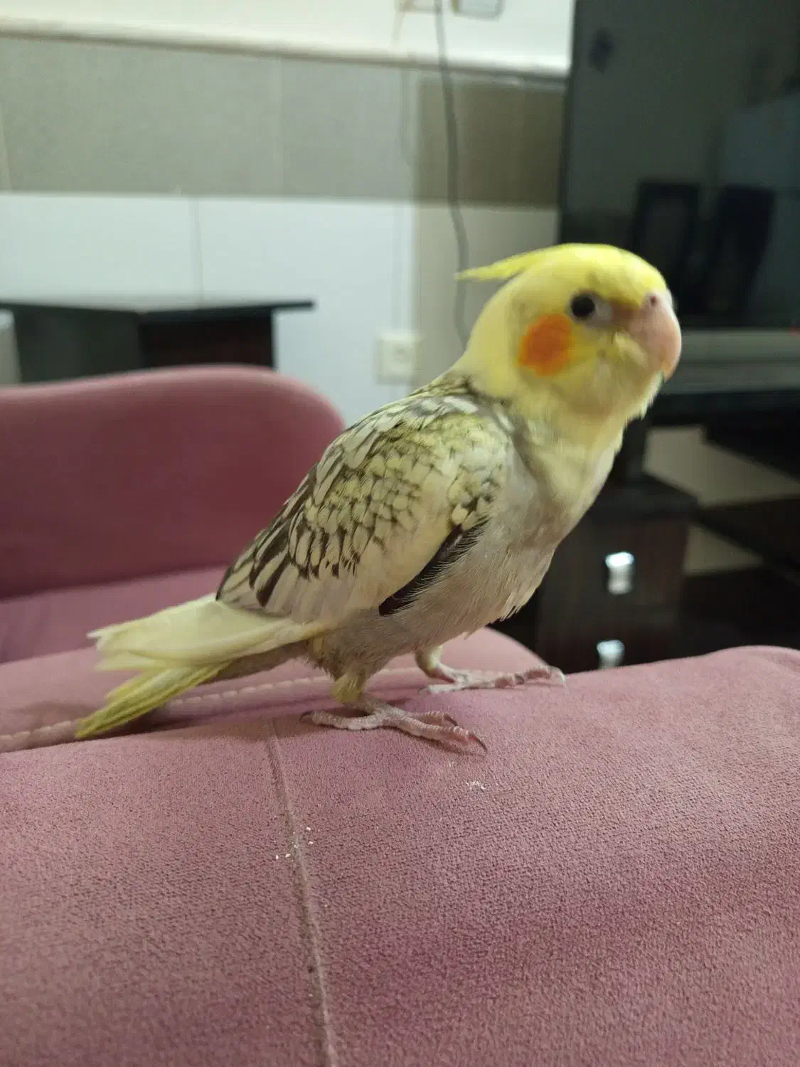 جوجه عروس گل باقالی|پرنده|قم, بنیاد|دیوار