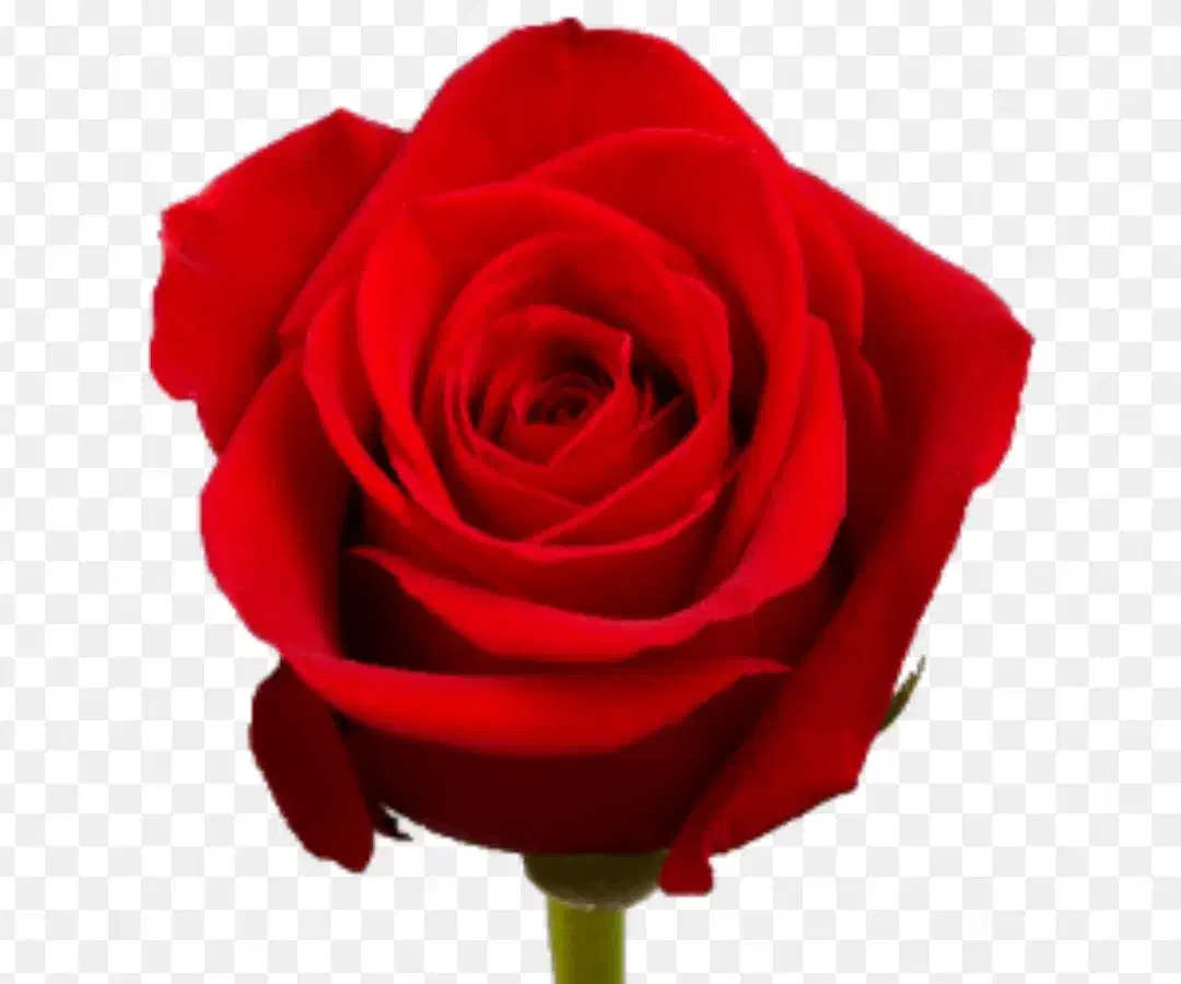 تدریس خصوصی ریاضی|خدمات آموزشی|اسفراین, |دیوار