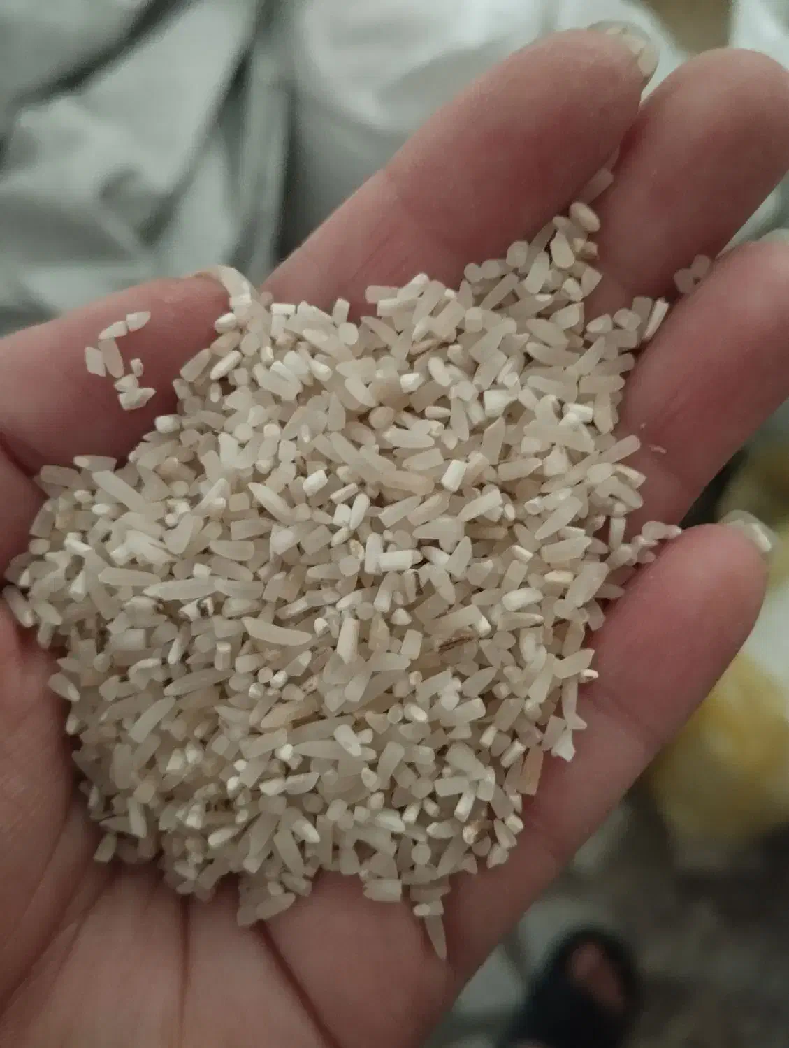 نیم دانه|خوردنی و آشامیدنی|رشت, حمیدیان|دیوار