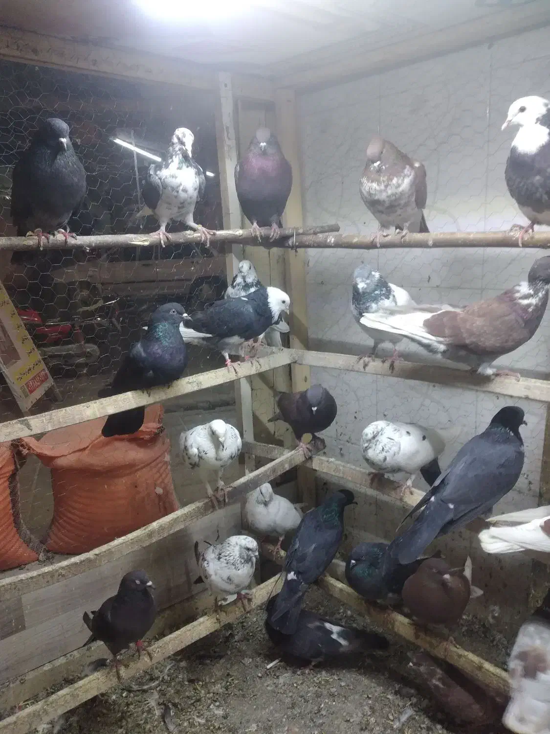 فروش  کبوتر|پرنده|نقده, |دیوار